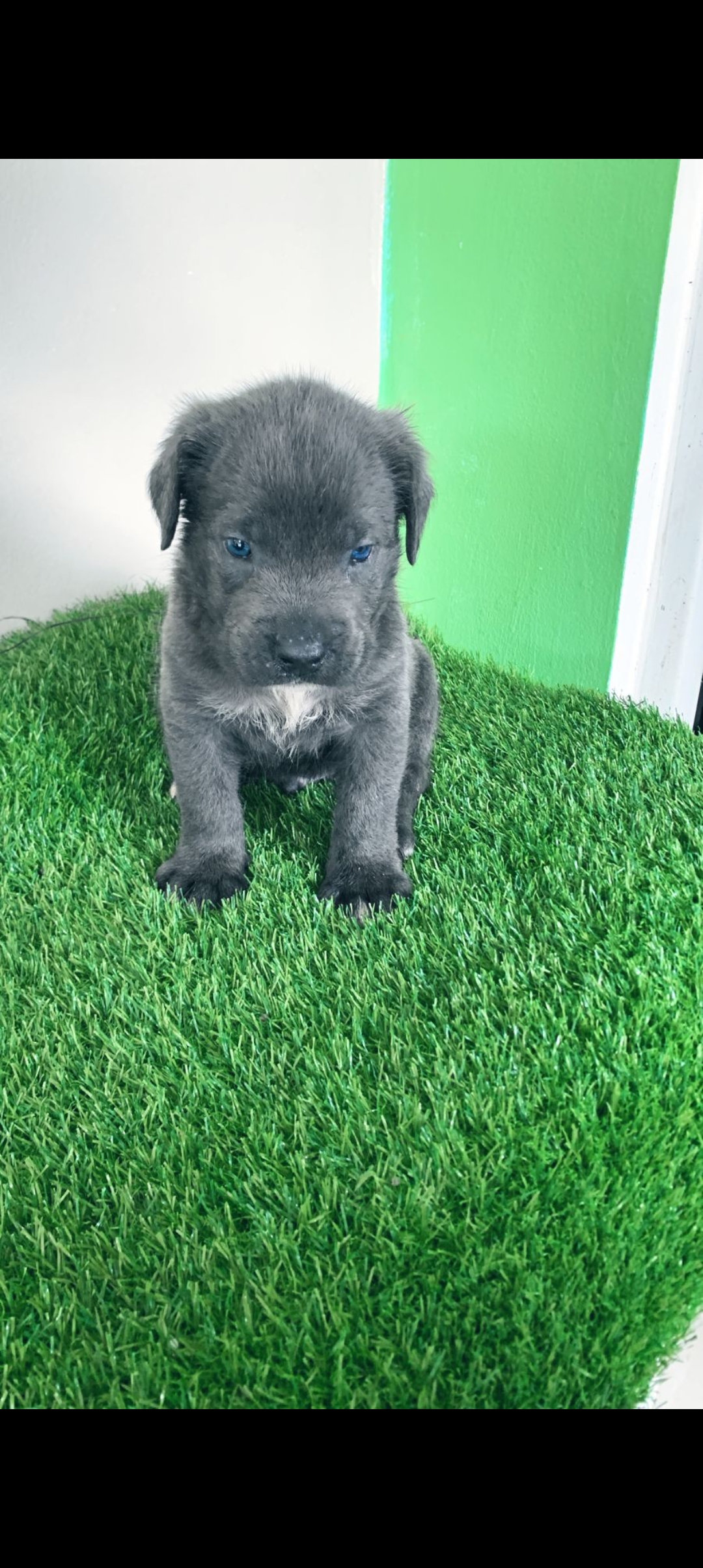 animales y mascotas - cane corso 0