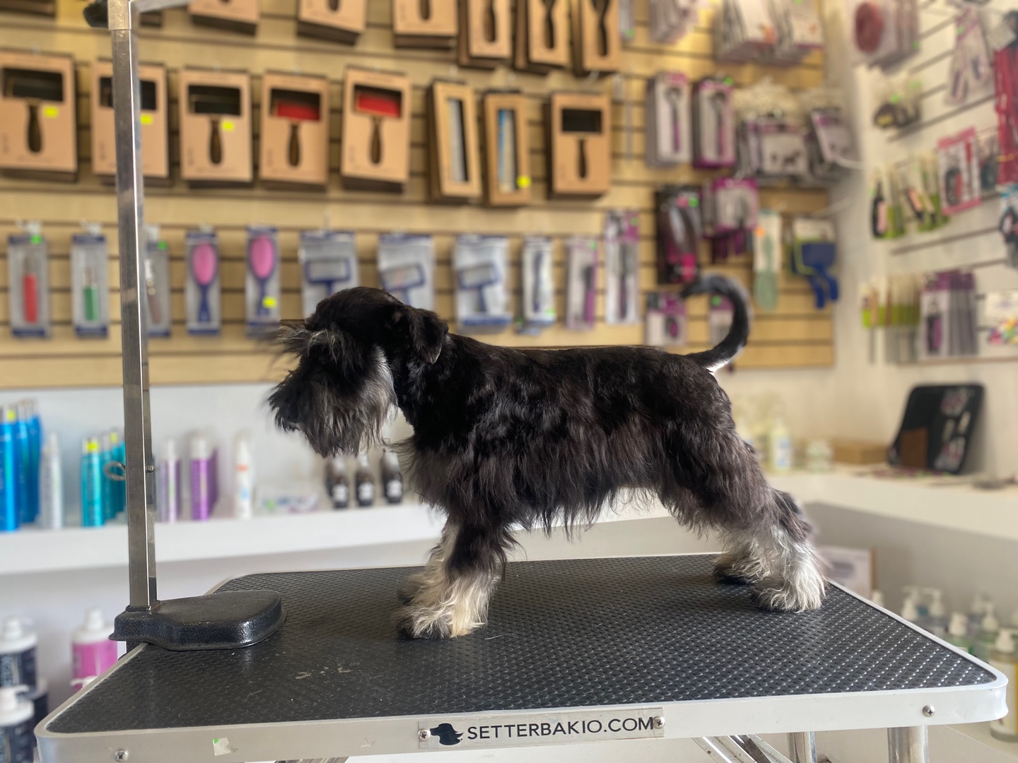 animales y mascotas - Schnauzer miniatura Negro y Plata Pedigree FCI Internacional  1