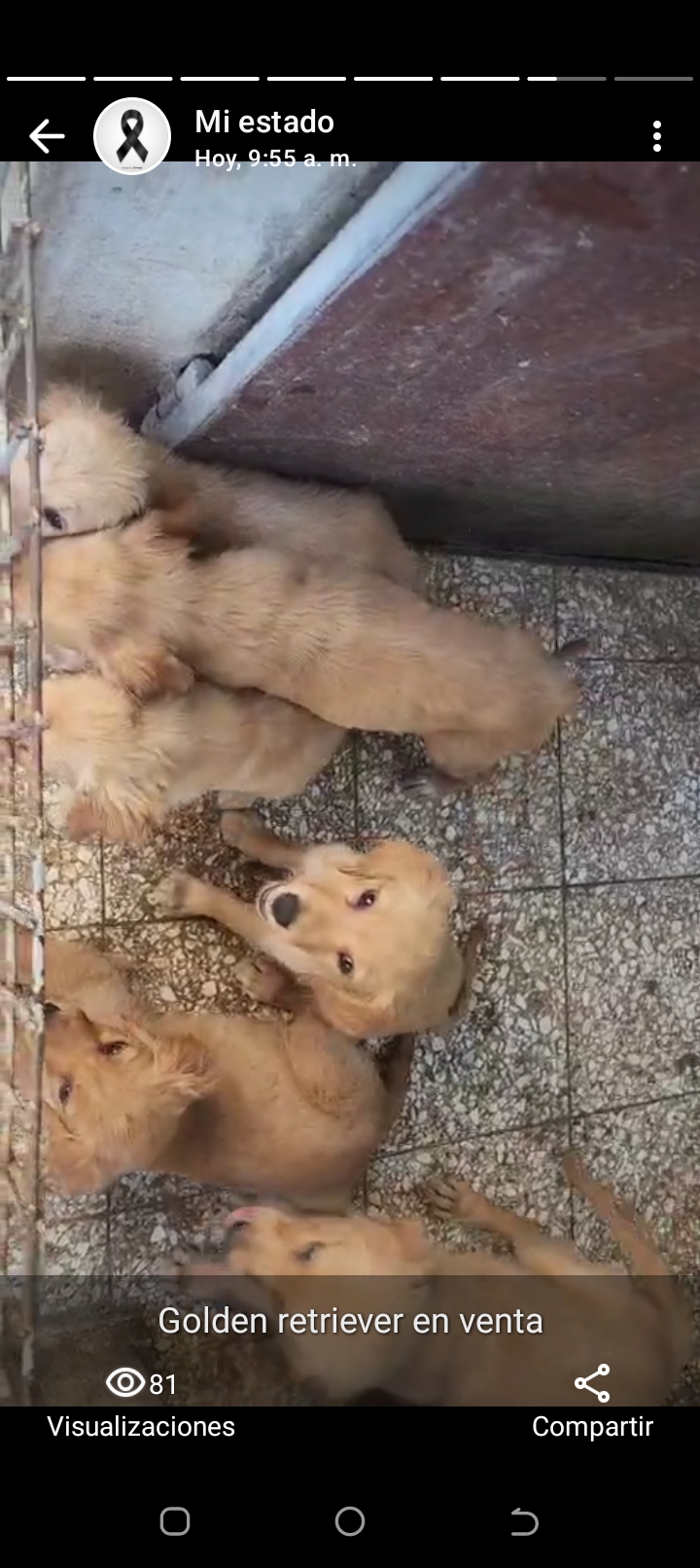 animales y mascotas - Golden retriever  0