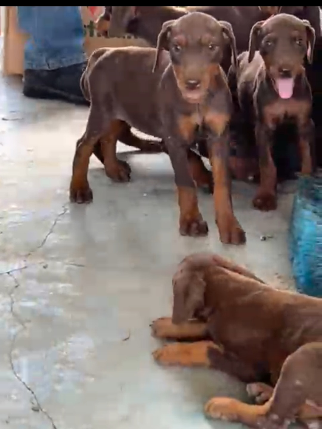 animales y mascotas - Venta de Perros Doberman Marrones. 1
