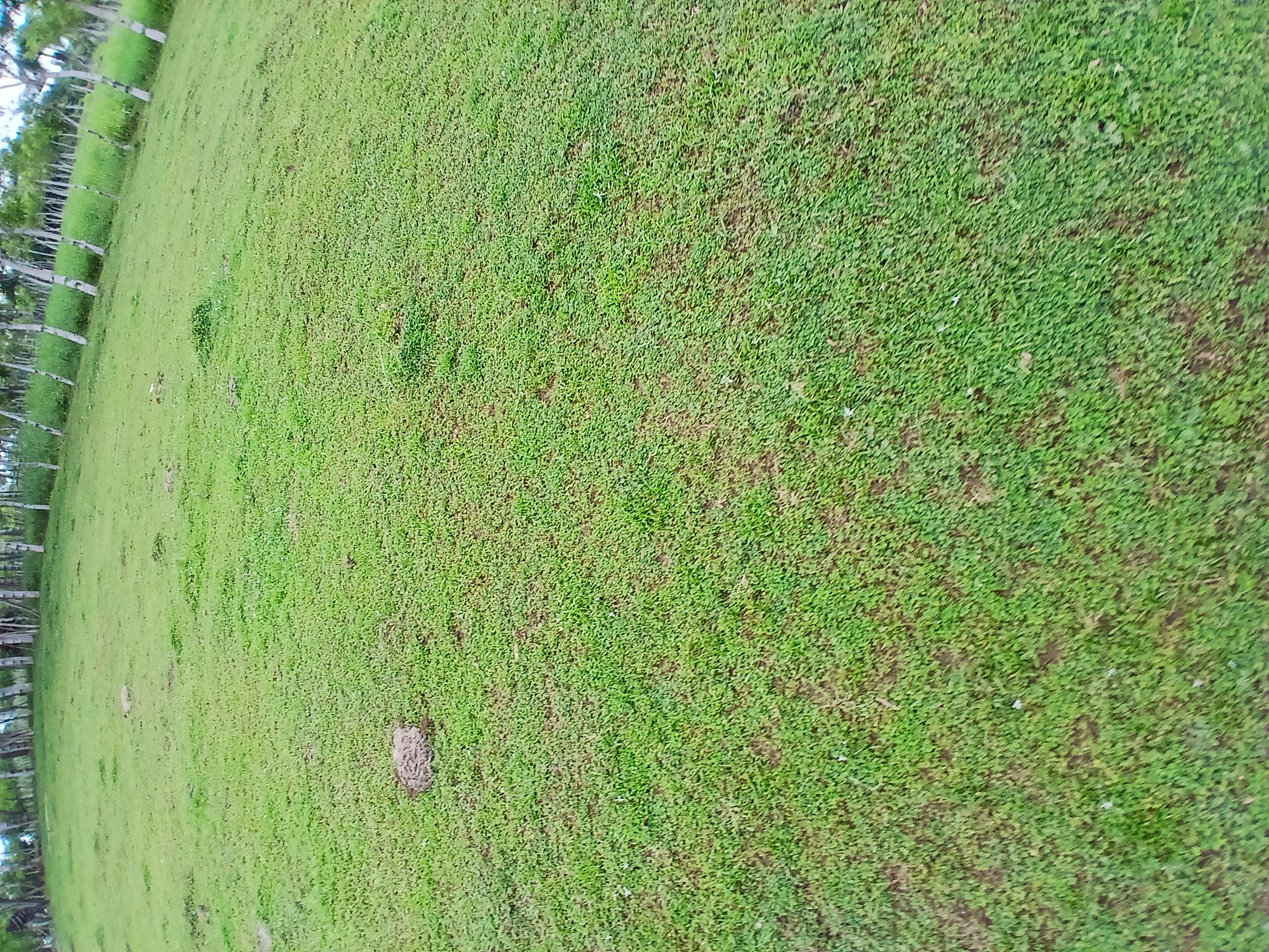 solares y terrenos - Finca  7