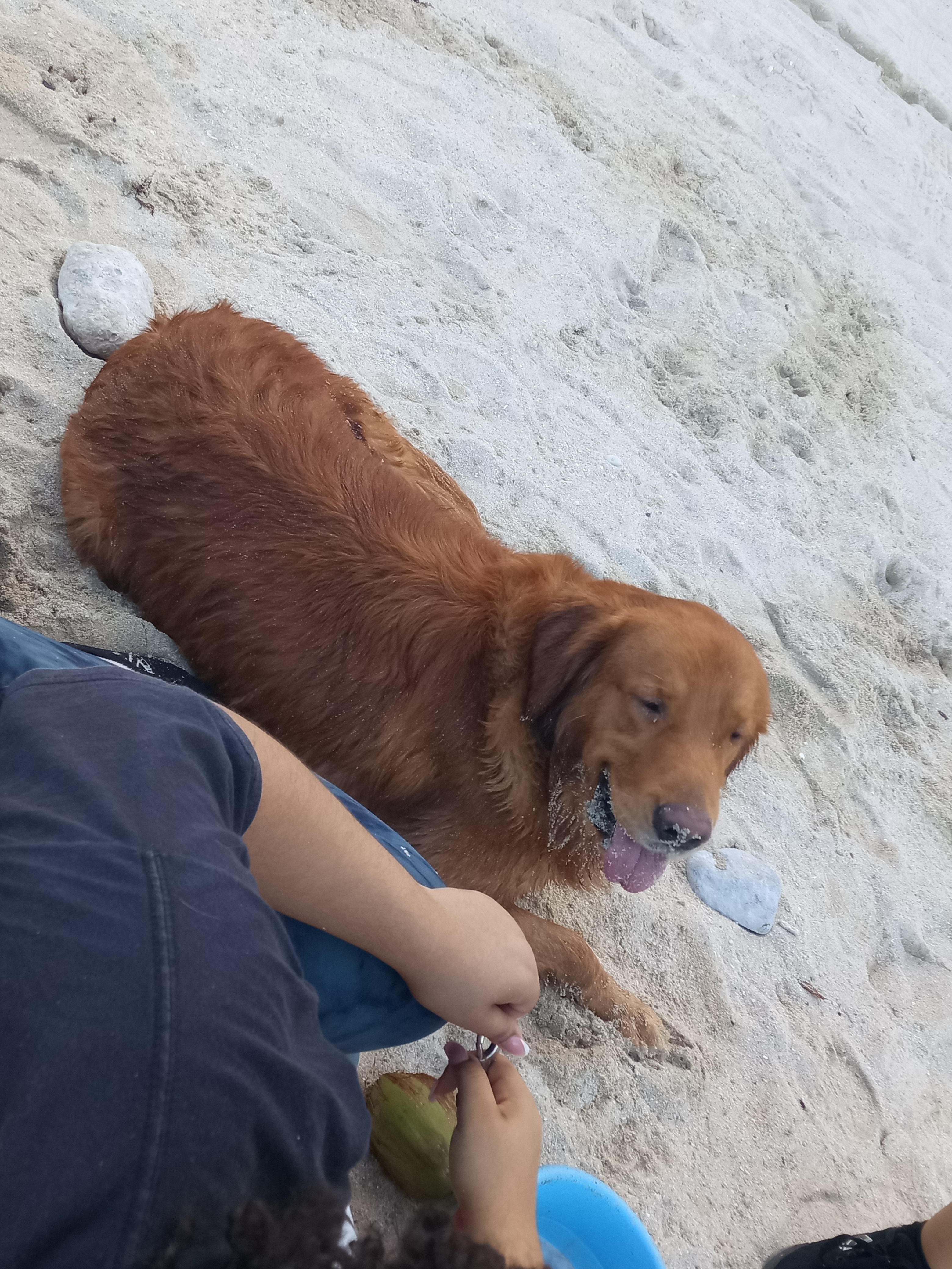 animales y mascotas - Golden retrivers puro 7