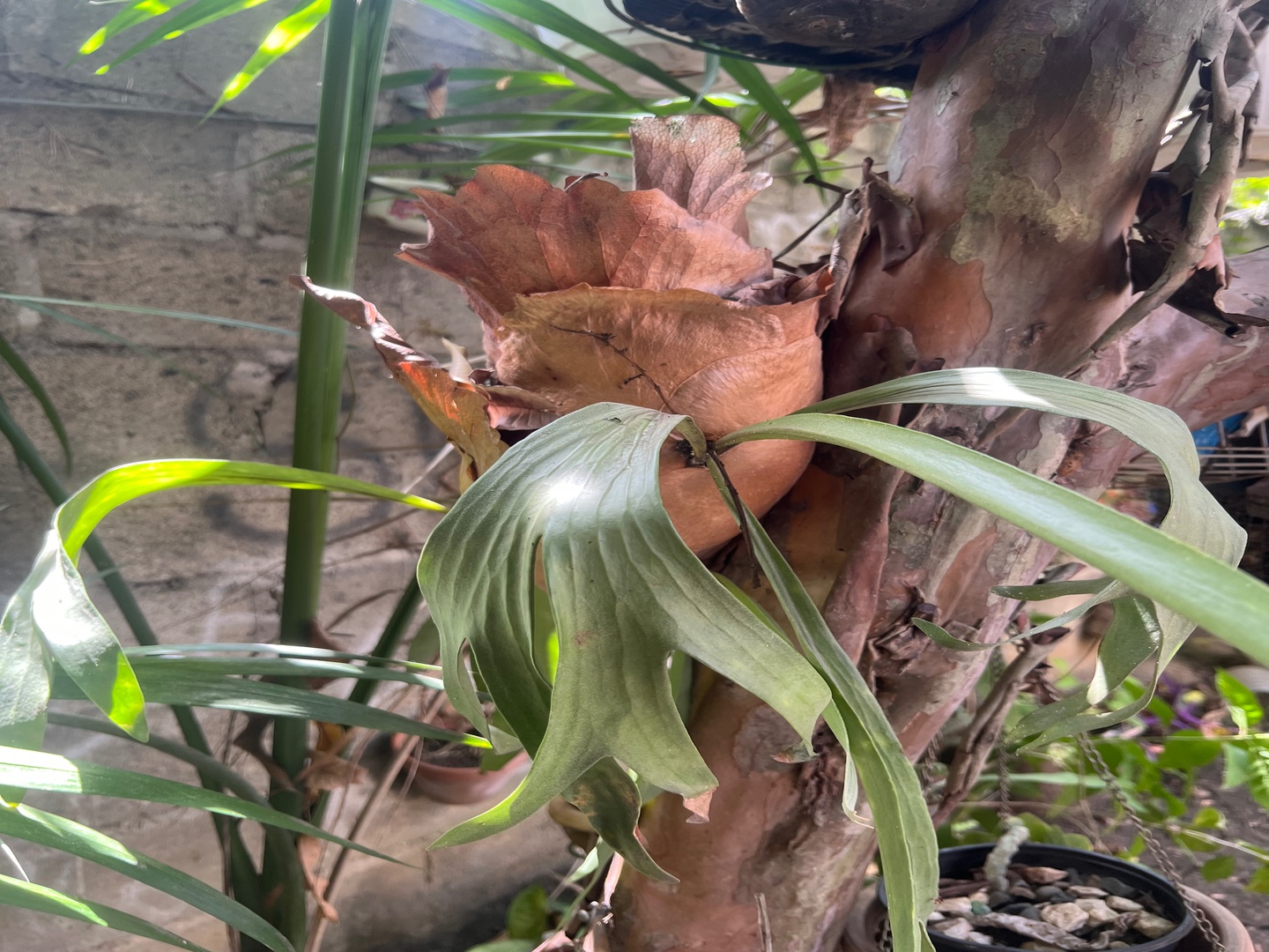 herramientas, jardines y exterior - Cuernos de venado / cuernos de alce 1