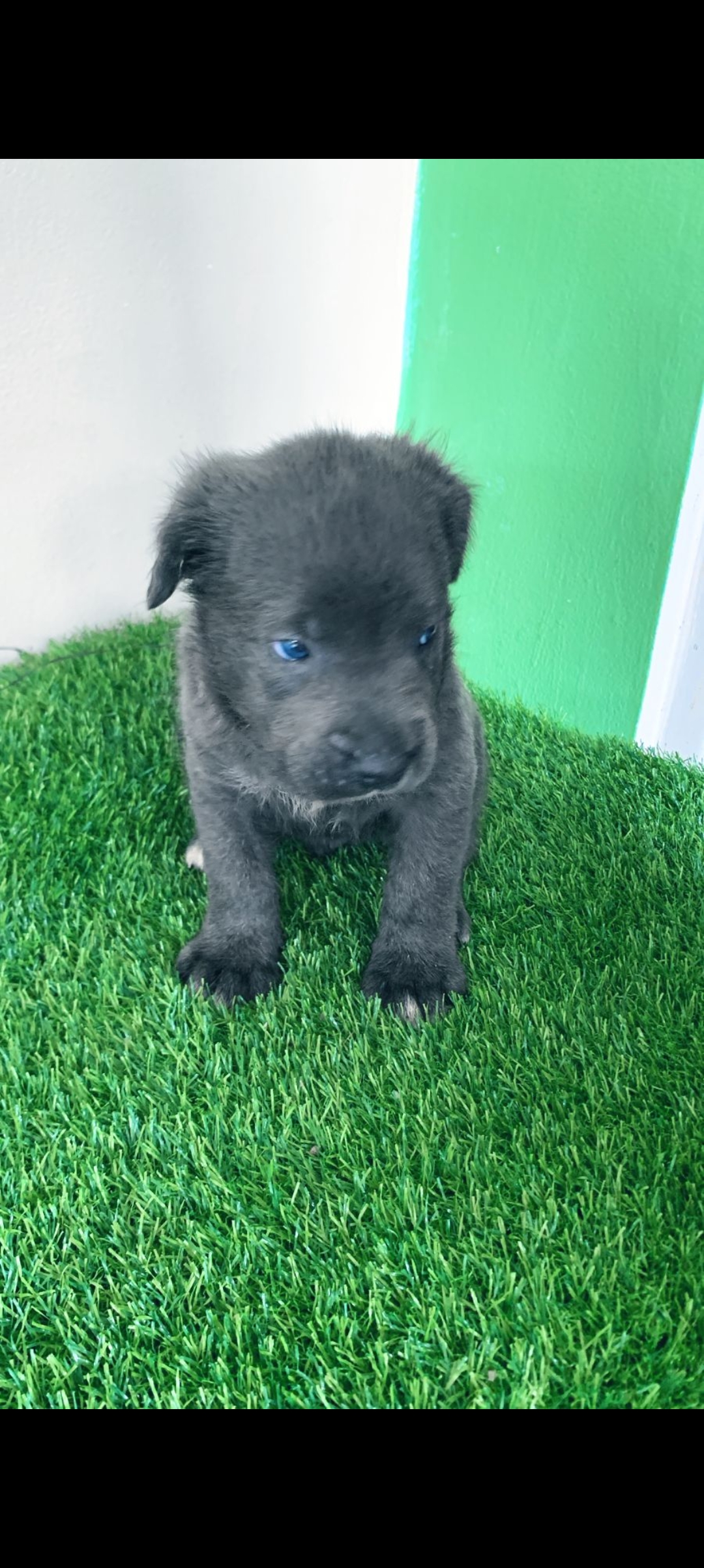 animales y mascotas - cane corso 1