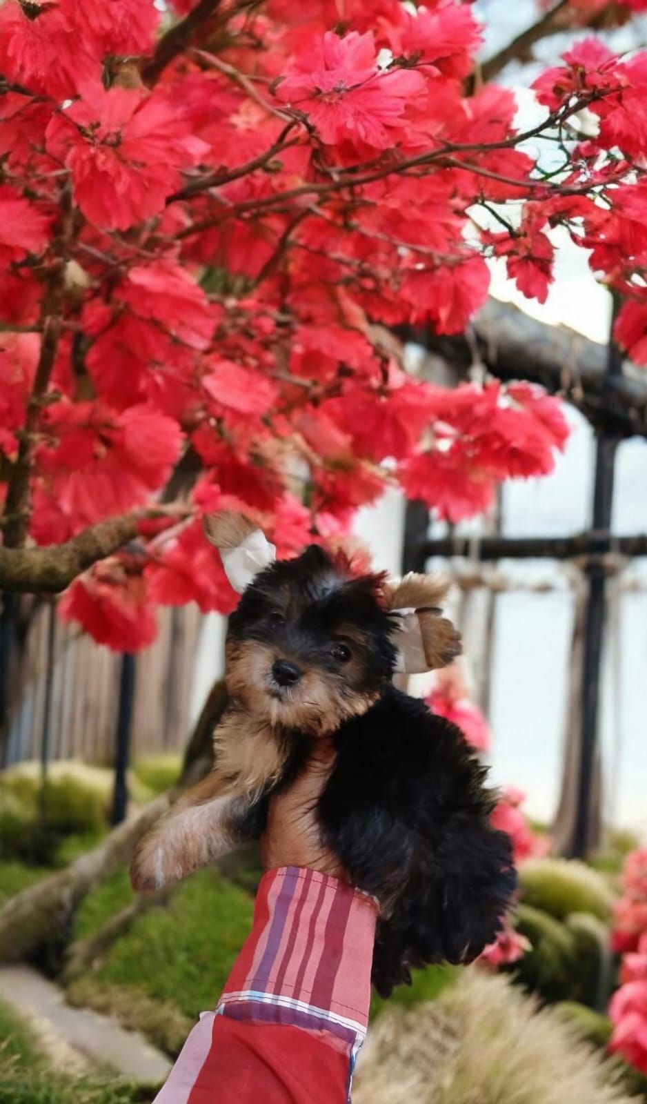 animales y mascotas - OFERTA CACHORRO YORKIE HEMBRA ENTREGA CON TODO AL 