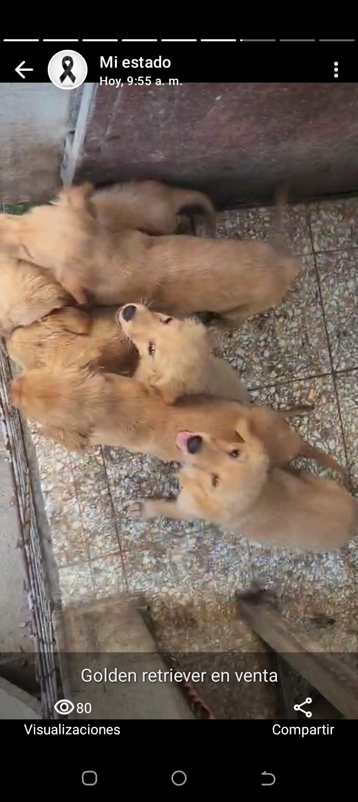 animales y mascotas - Golden retriever  1