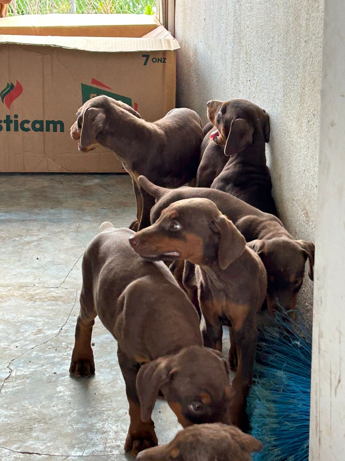 animales y mascotas - Venta de Perros Doberman Marrones. 2