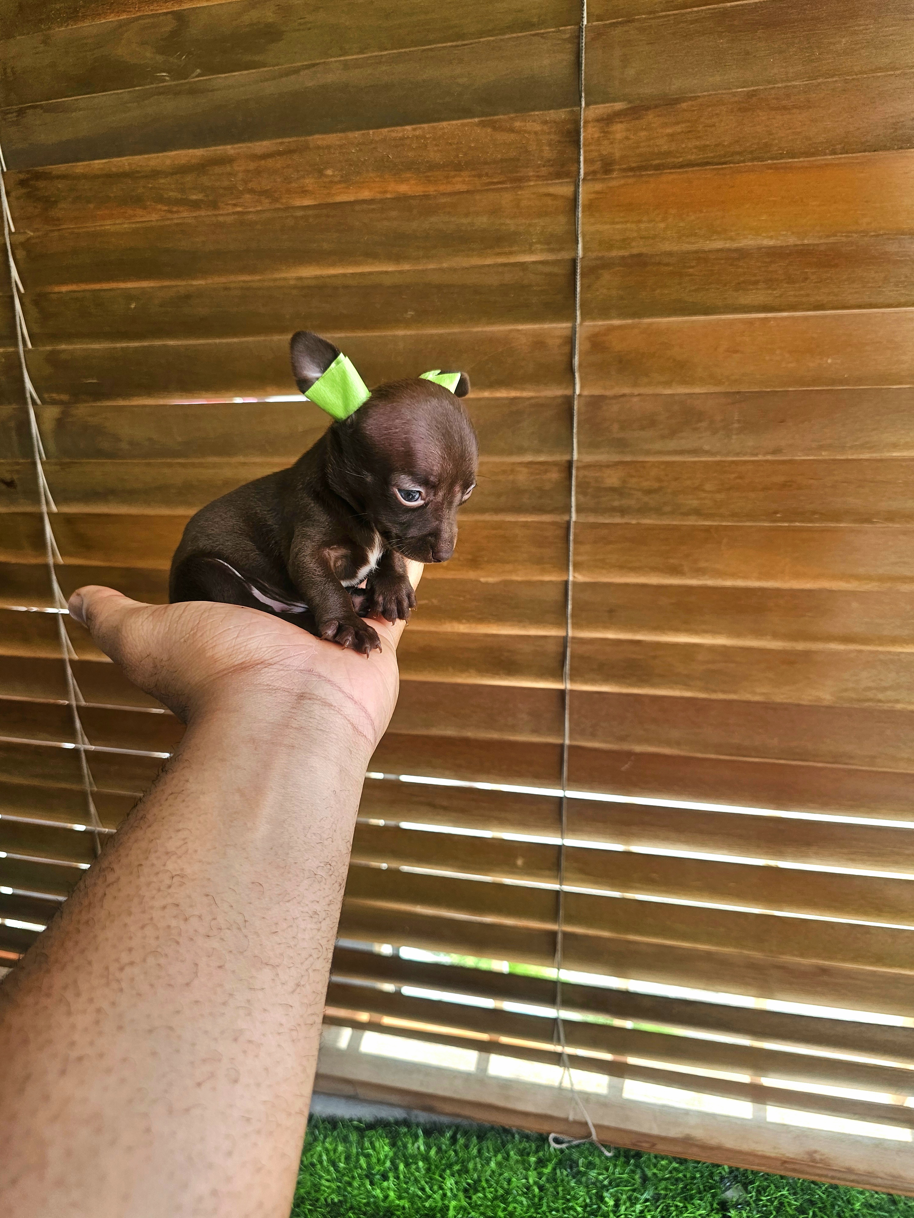animales y mascotas - Chihuahua pequeñitos  0