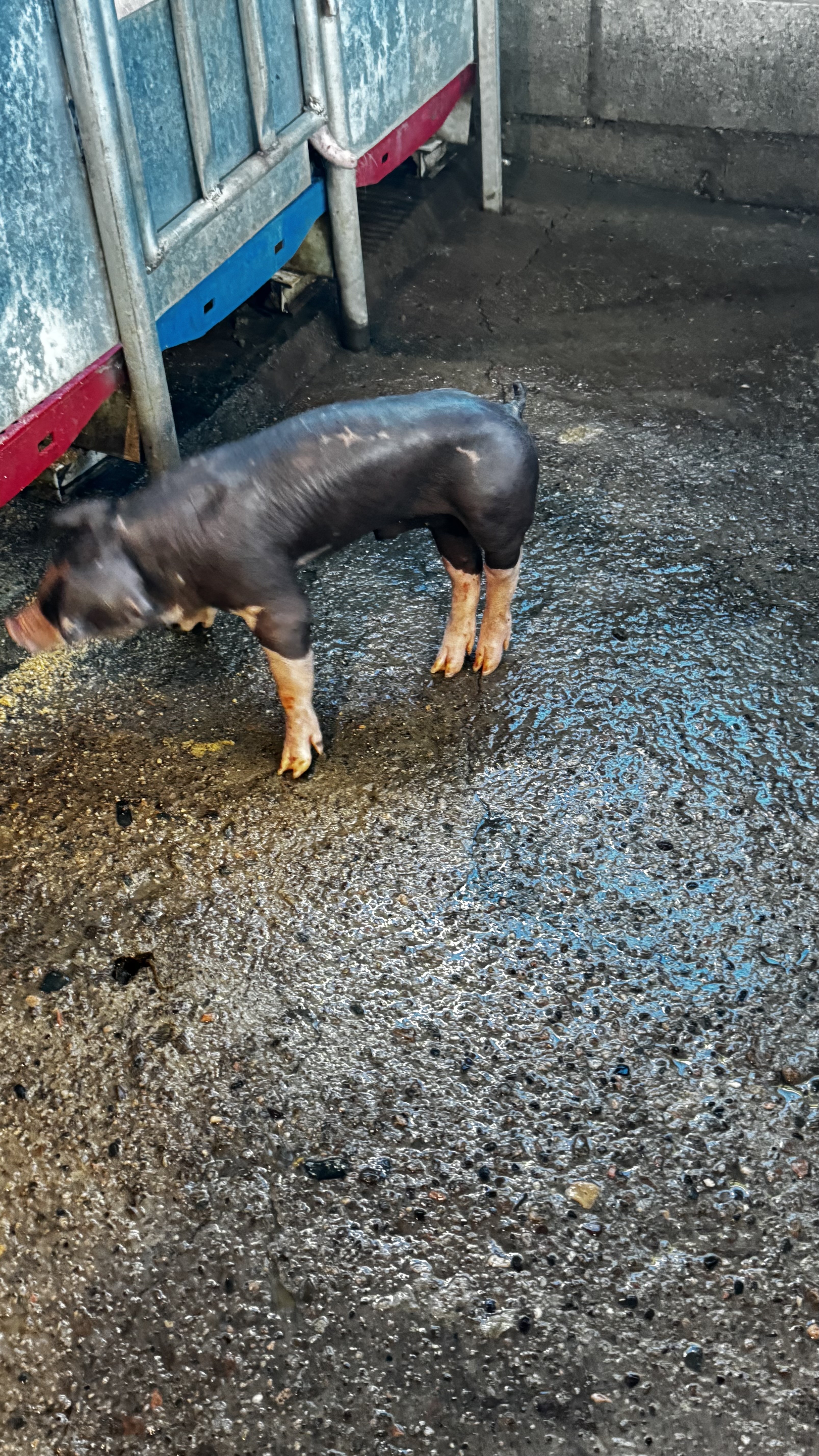animales y mascotas - VENDO CERDOS AL DESTETE 8