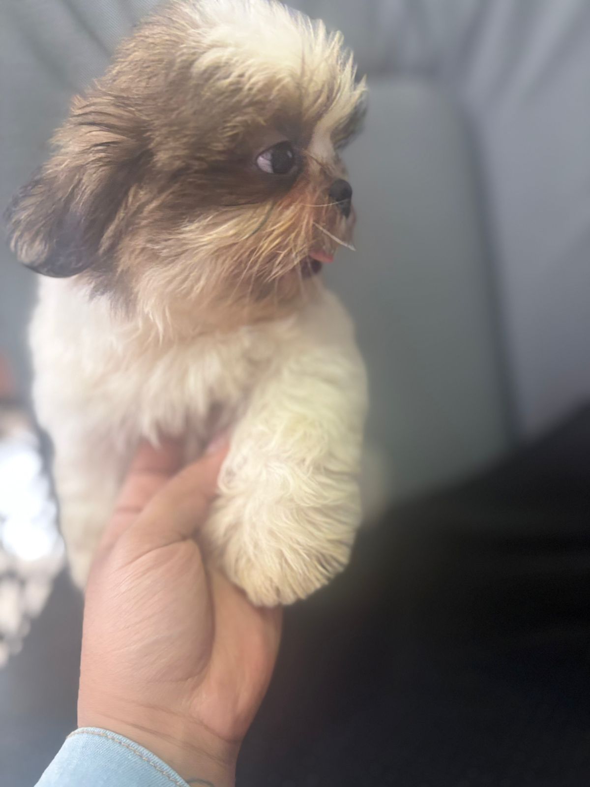 animales y mascotas - ¡Puros y de padres presentes! Shih Tzu Machos 5