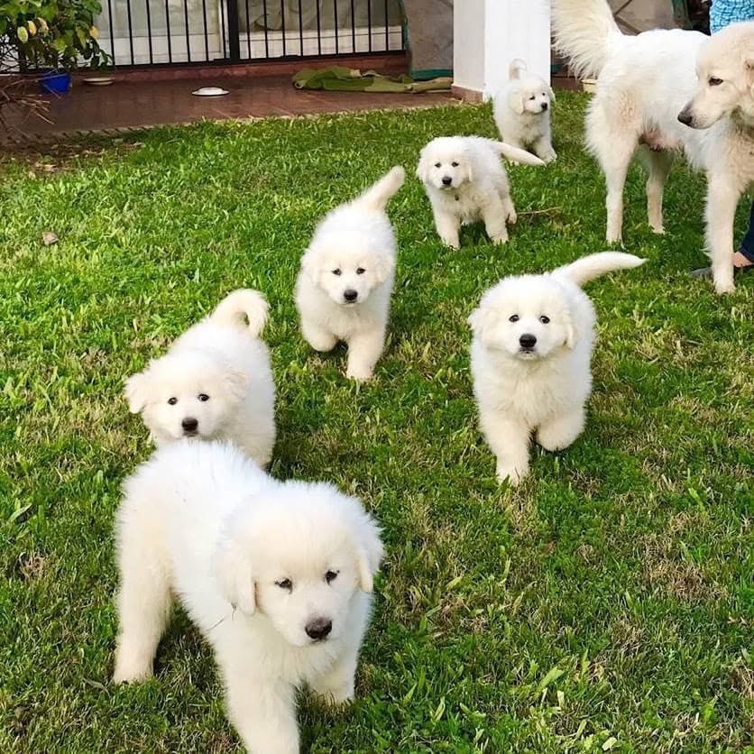 animales y mascotas - Venta de cachorros pastor de Maremma 0
