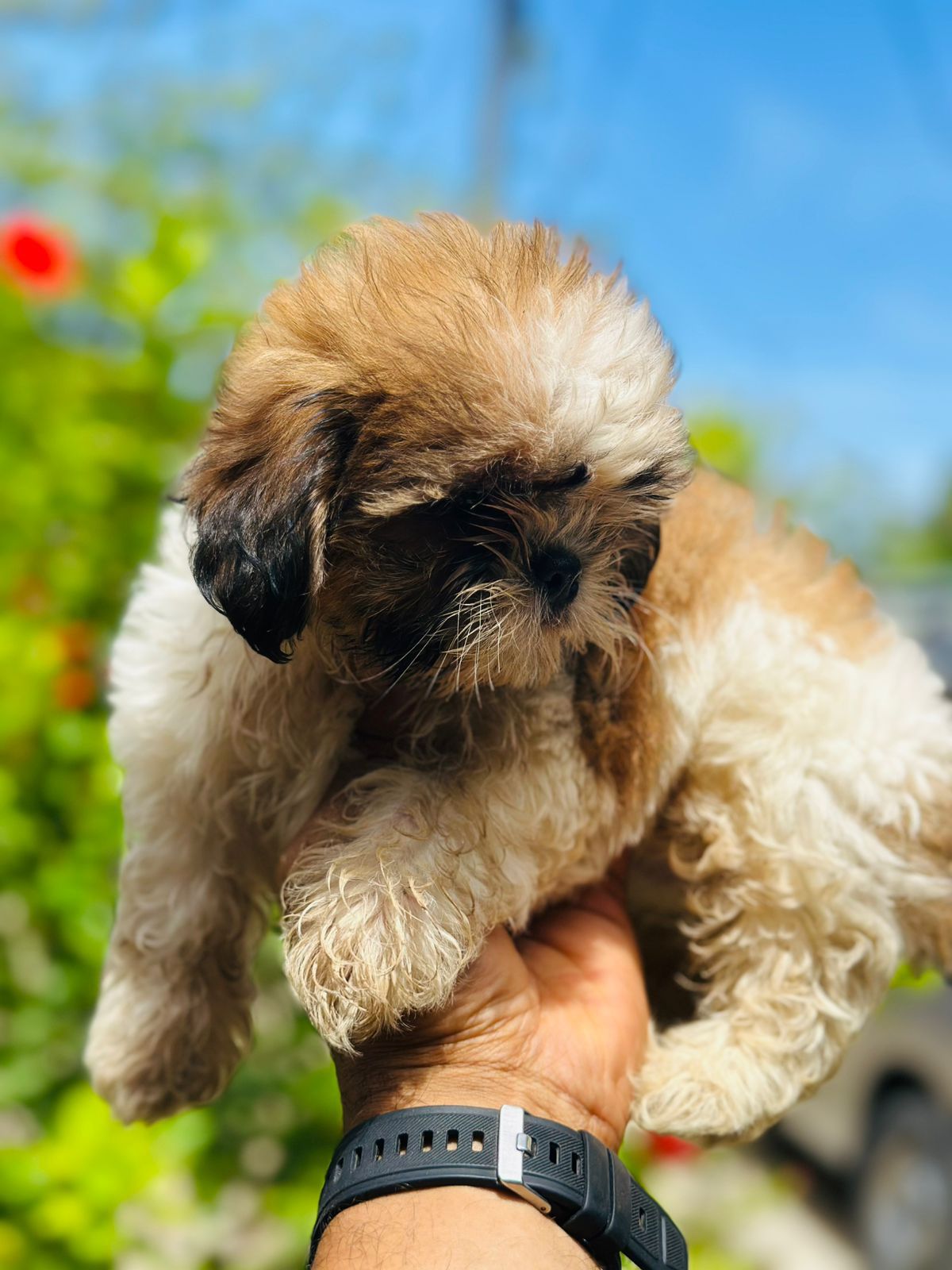 animales y mascotas - OFERTA CACHORRO SHIH TZU AMBOS SEXO UBICADO EN SAN