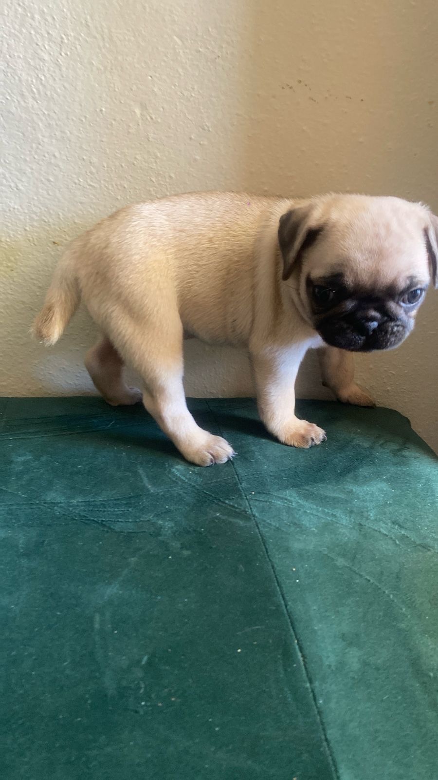 animales y mascotas - Pug carlino  0