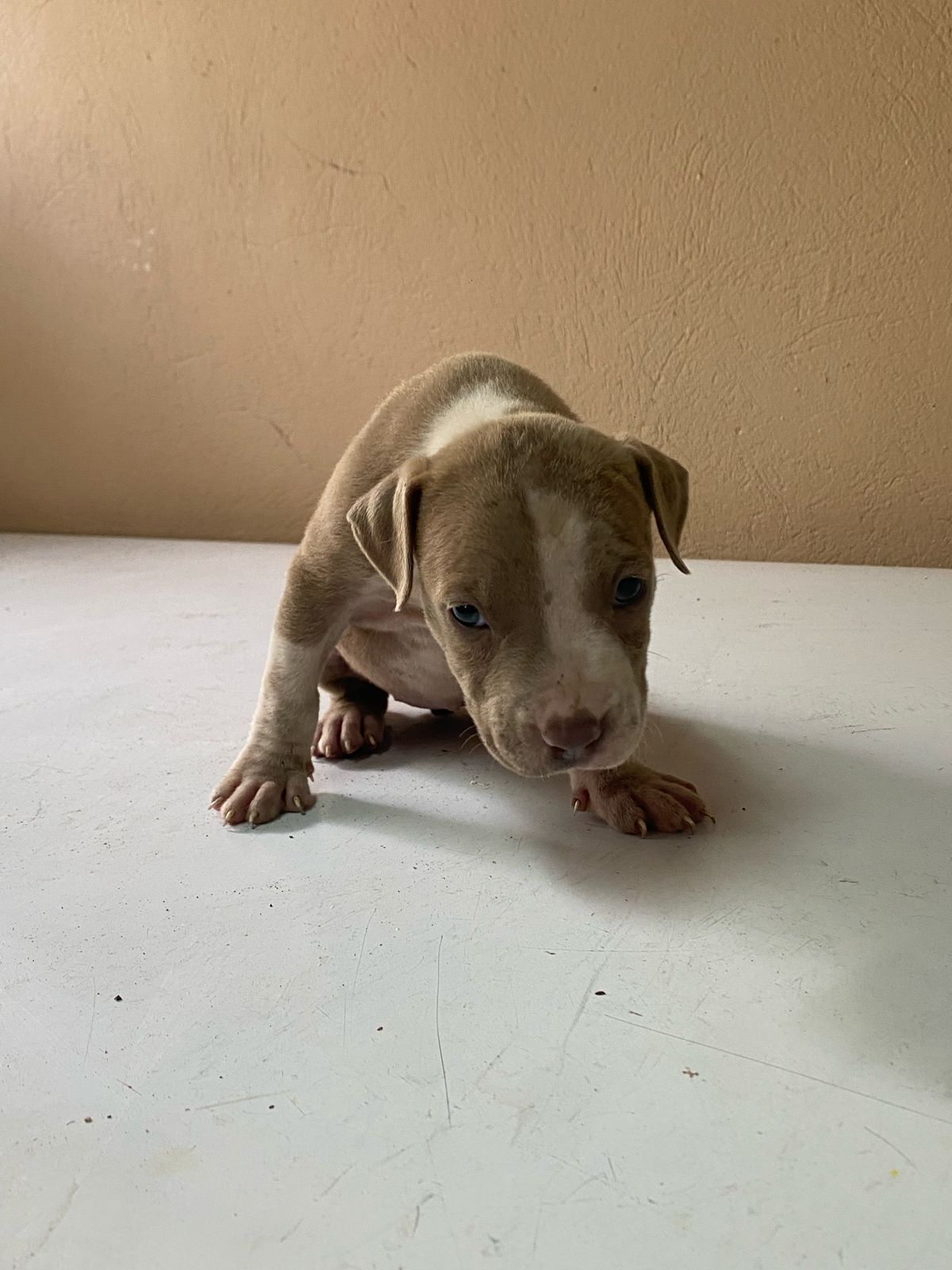 animales y mascotas - Hermosos Cachorros Pitbull en Venta 
