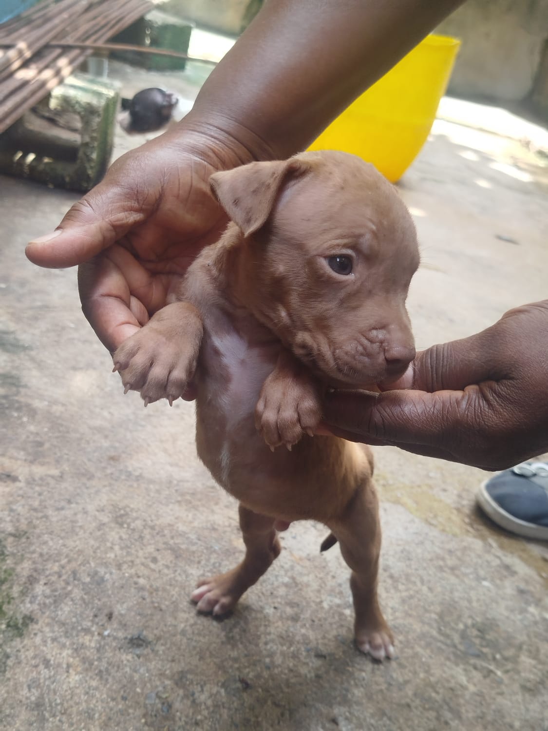 animales y mascotas - cachorros pitbull 0