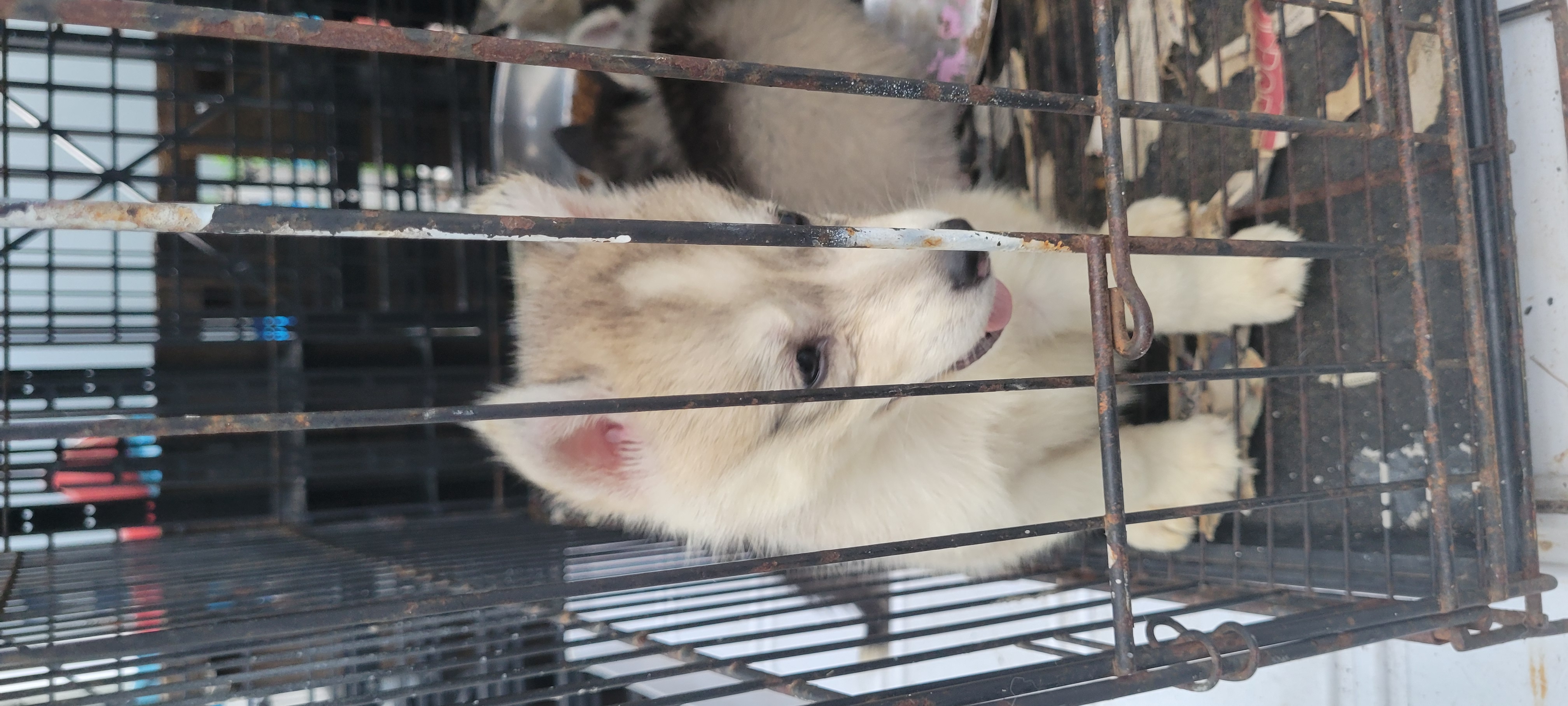 animales y mascotas - Husky Siberianos  0