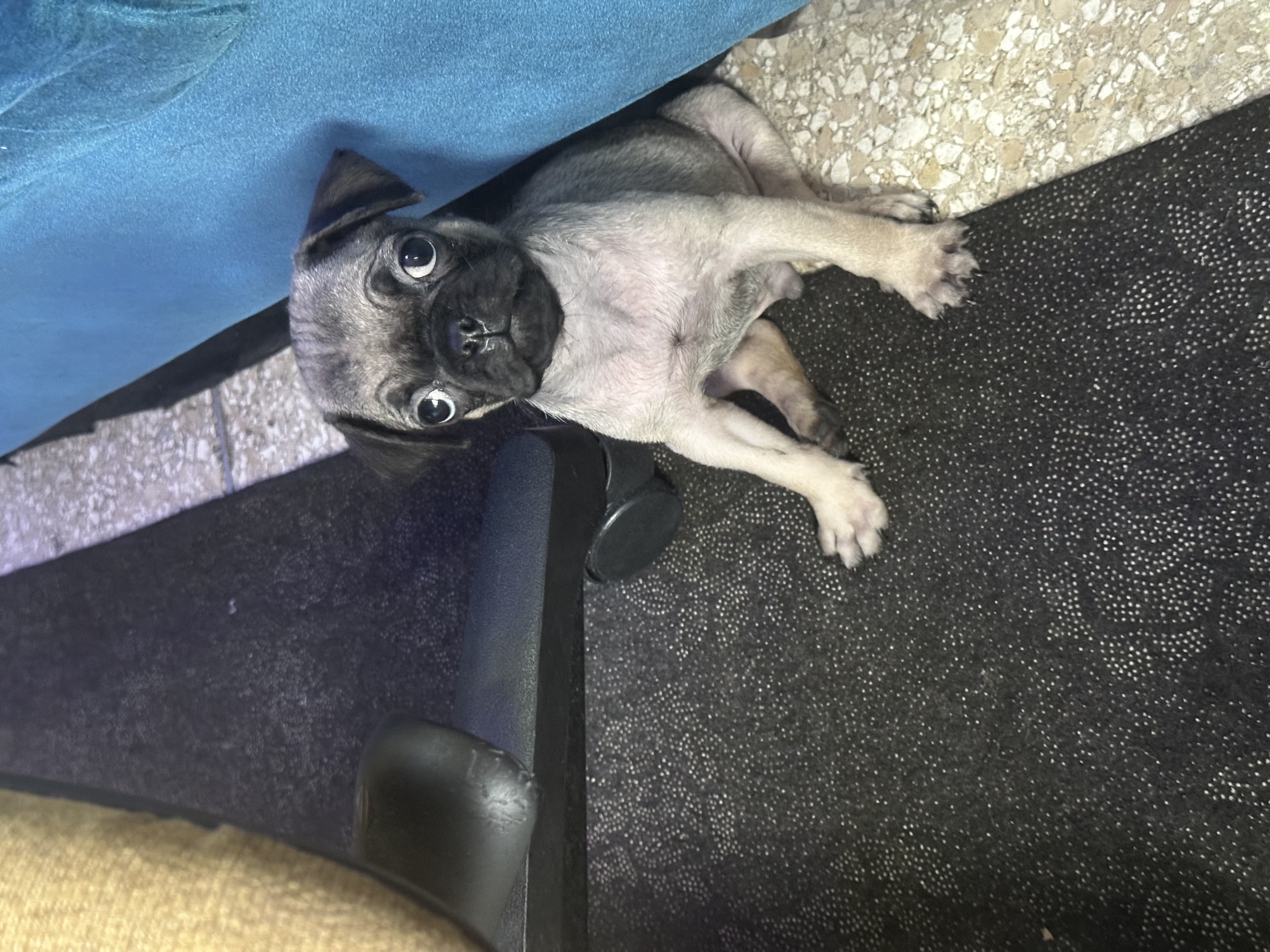 animales y mascotas - puf macho vacunado y desparasitado oferta 