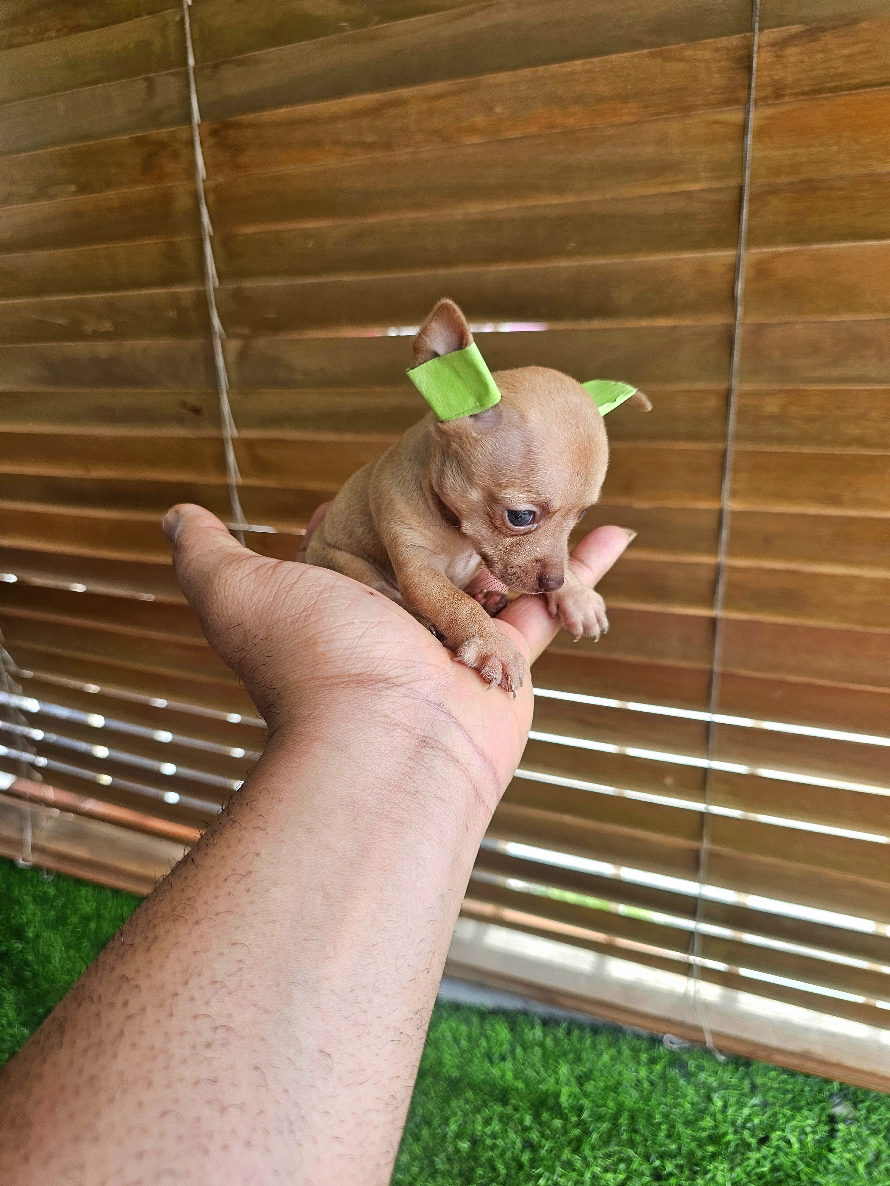 animales y mascotas - Chihuahua pequeñitos  4