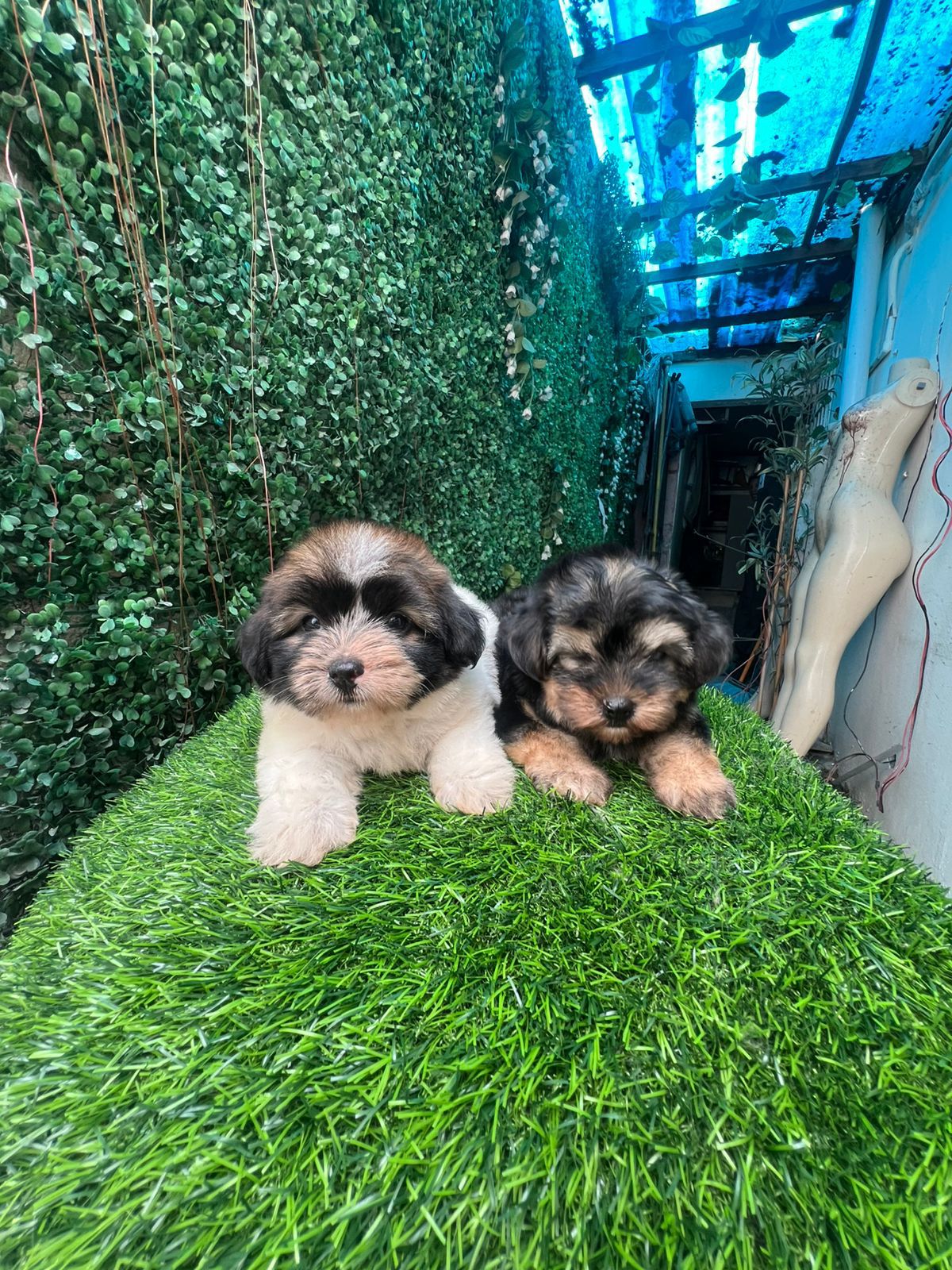 animales y mascotas - OFERTA CACHORRO SHIPOO HEMBRA SE ENTREGA CON TODO 