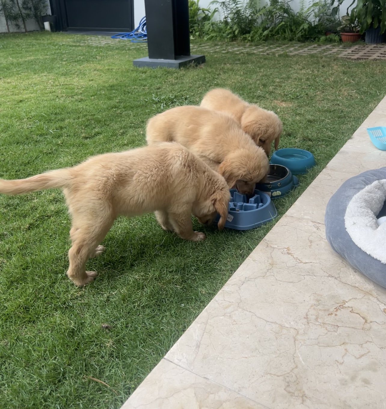 animales y mascotas - ¡Hermoso cachorro Golden Retriever! 1