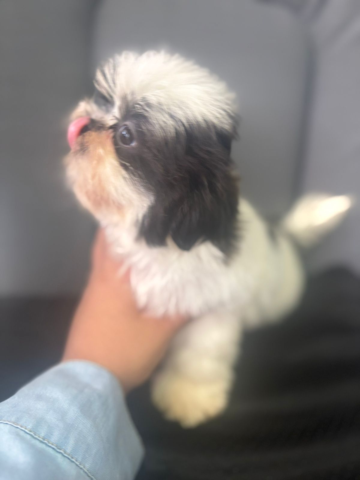 animales y mascotas - ¡Puros y de padres presentes! Shih Tzu Machos 7