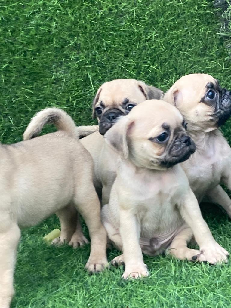 animales y mascotas - Pug 1
