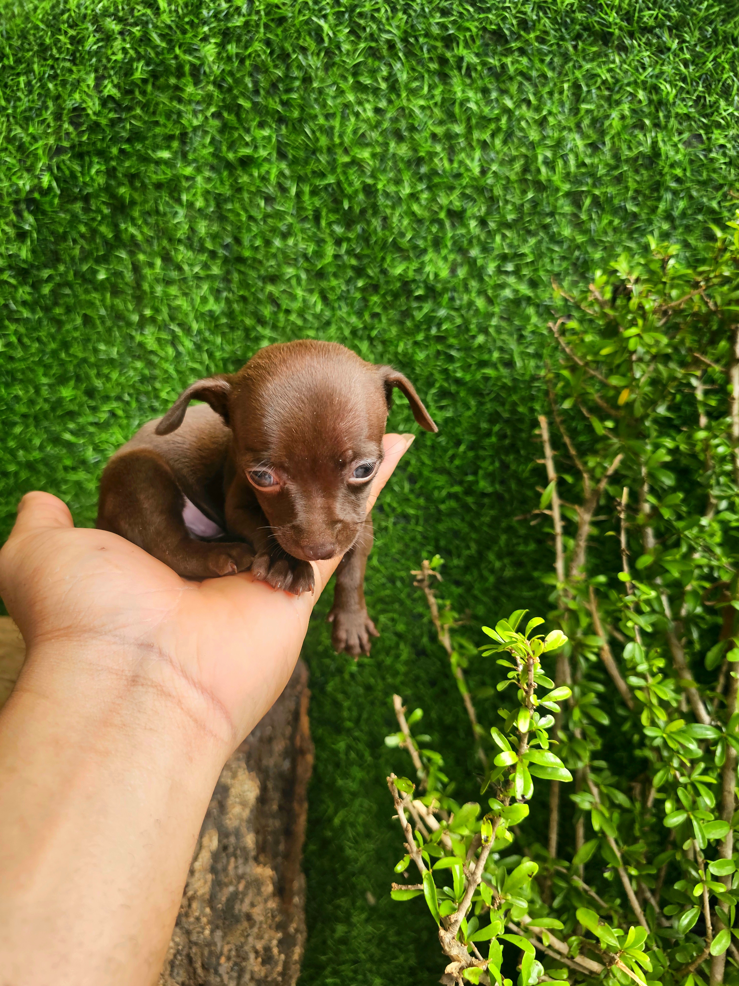 animales y mascotas - Chihuahua pequeñitos  1