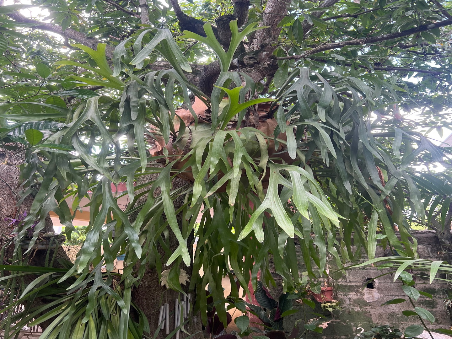 herramientas, jardines y exterior - Cuernos de venado / cuernos de alce 3