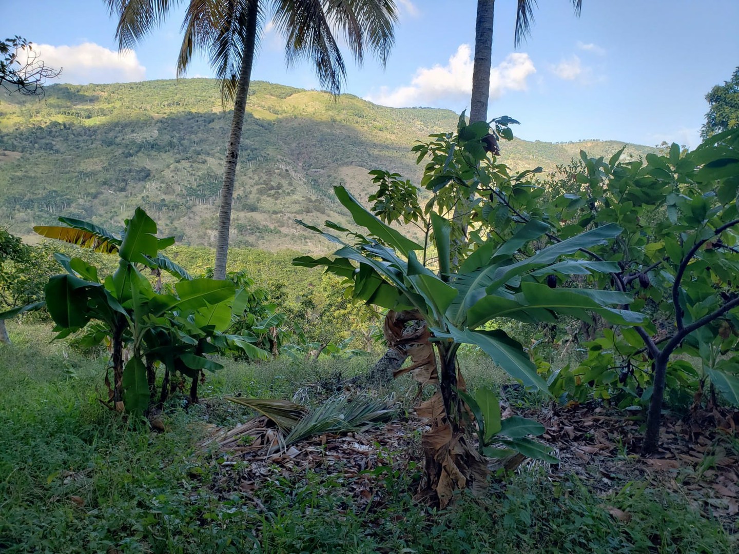 apartamentos -  Finca de AGUACATE en PRODUCCION en Paraíso BARAHONA,  255600 Mts2, VISTA AL MAR 3