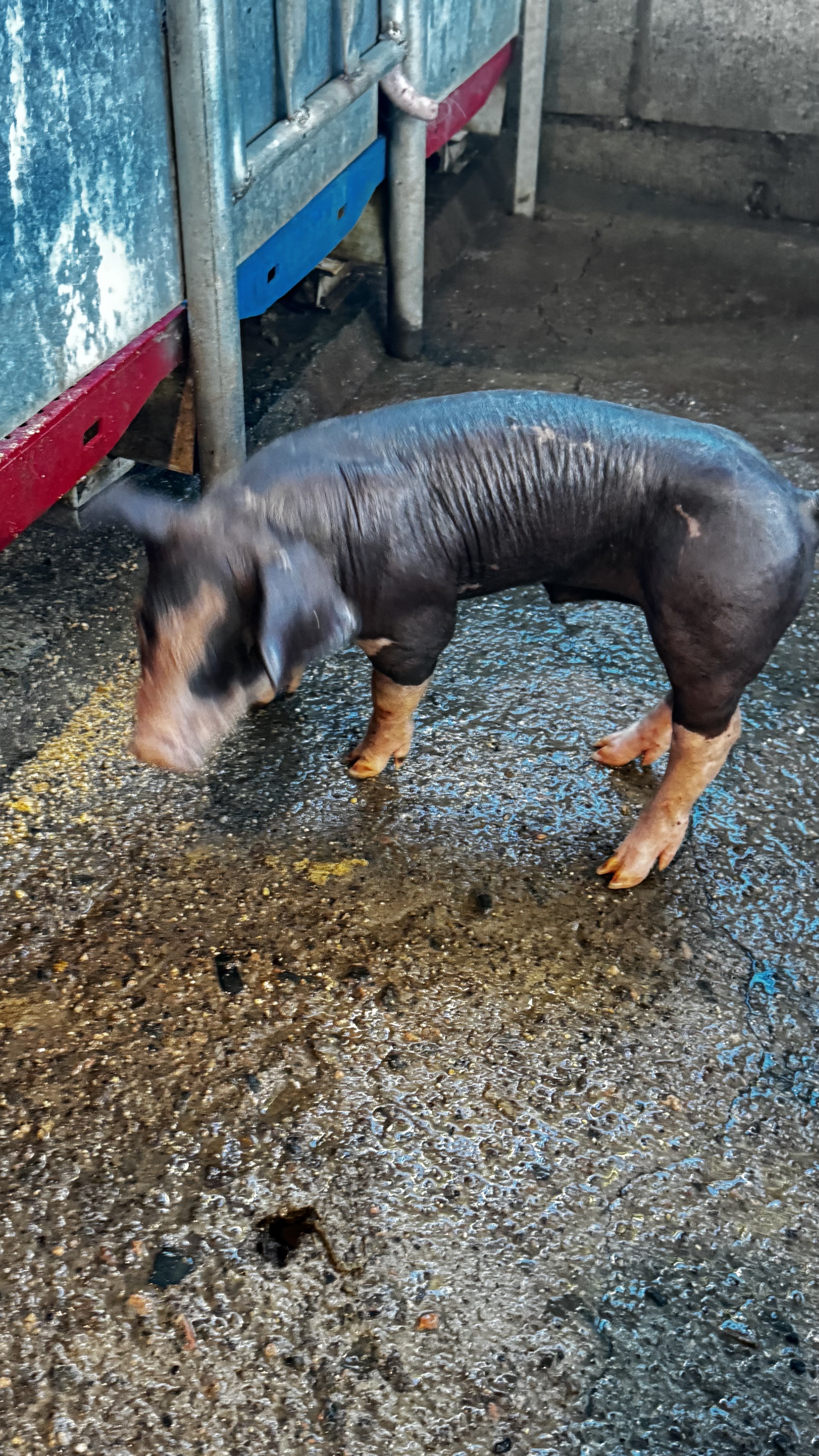 animales y mascotas - VENDO CERDOS AL DESTETE 9