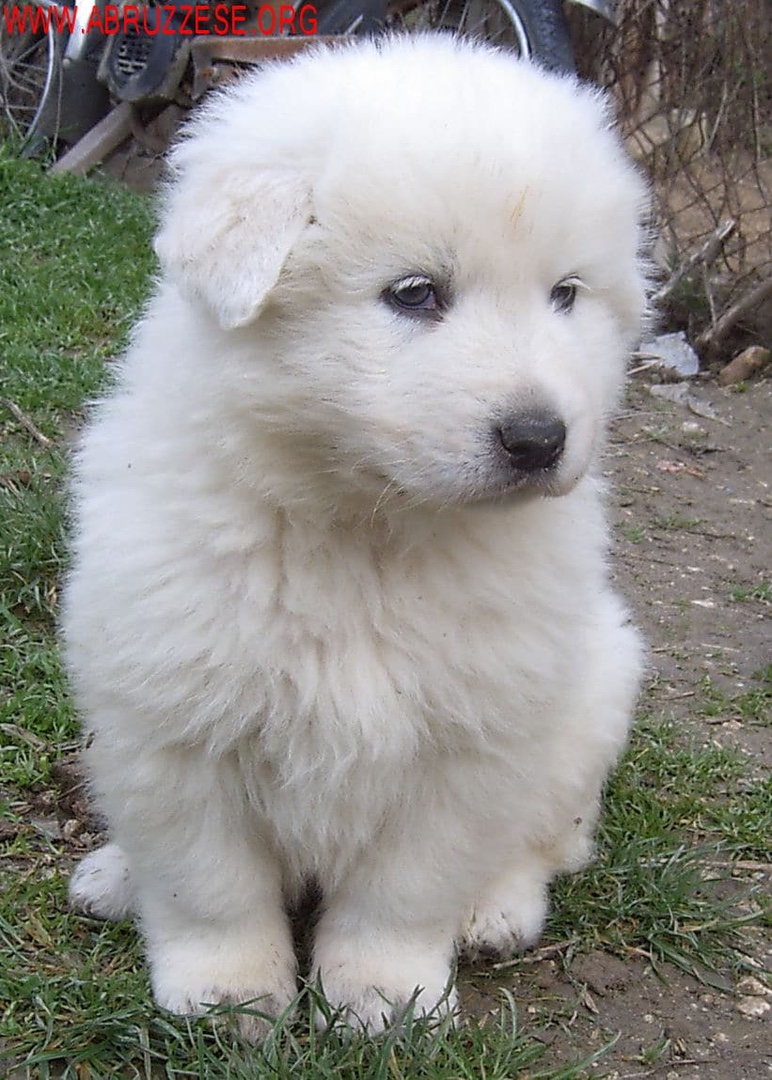 animales y mascotas - Venta de cachorros pastor de Maremma 1