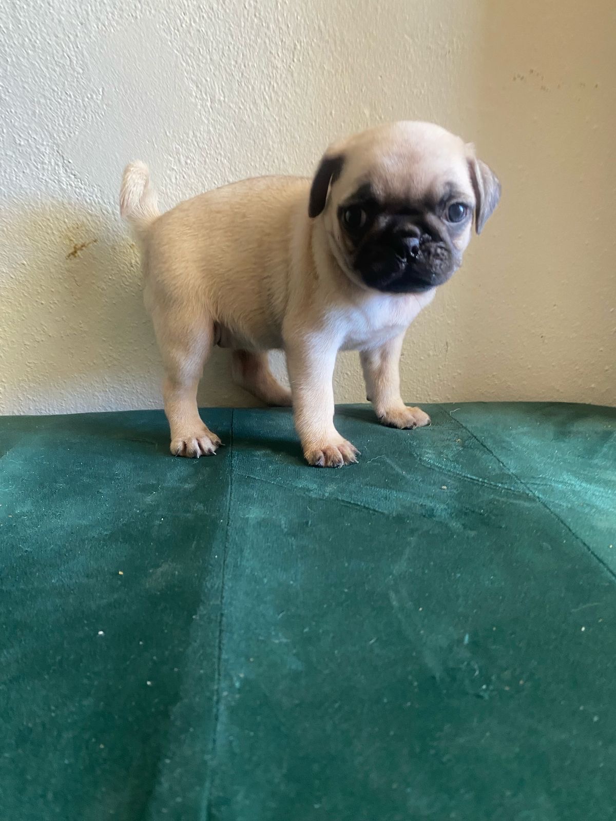 animales y mascotas - Pug carlino  1