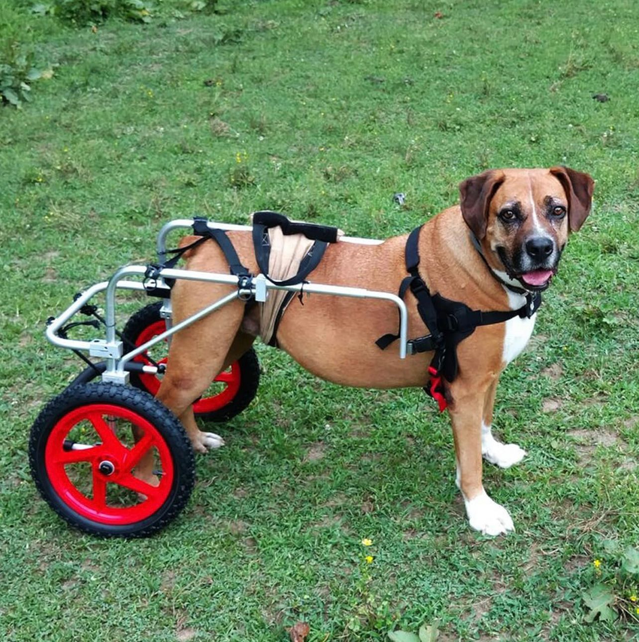 animales y mascotas - Silla para patas traseras para perros grandes 0