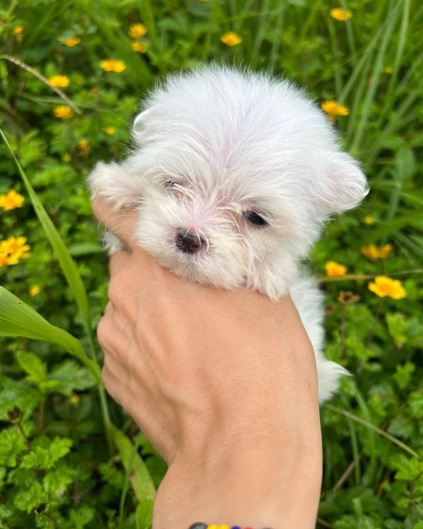 animales y mascotas - Bichon maltes, hembras y machos 2
