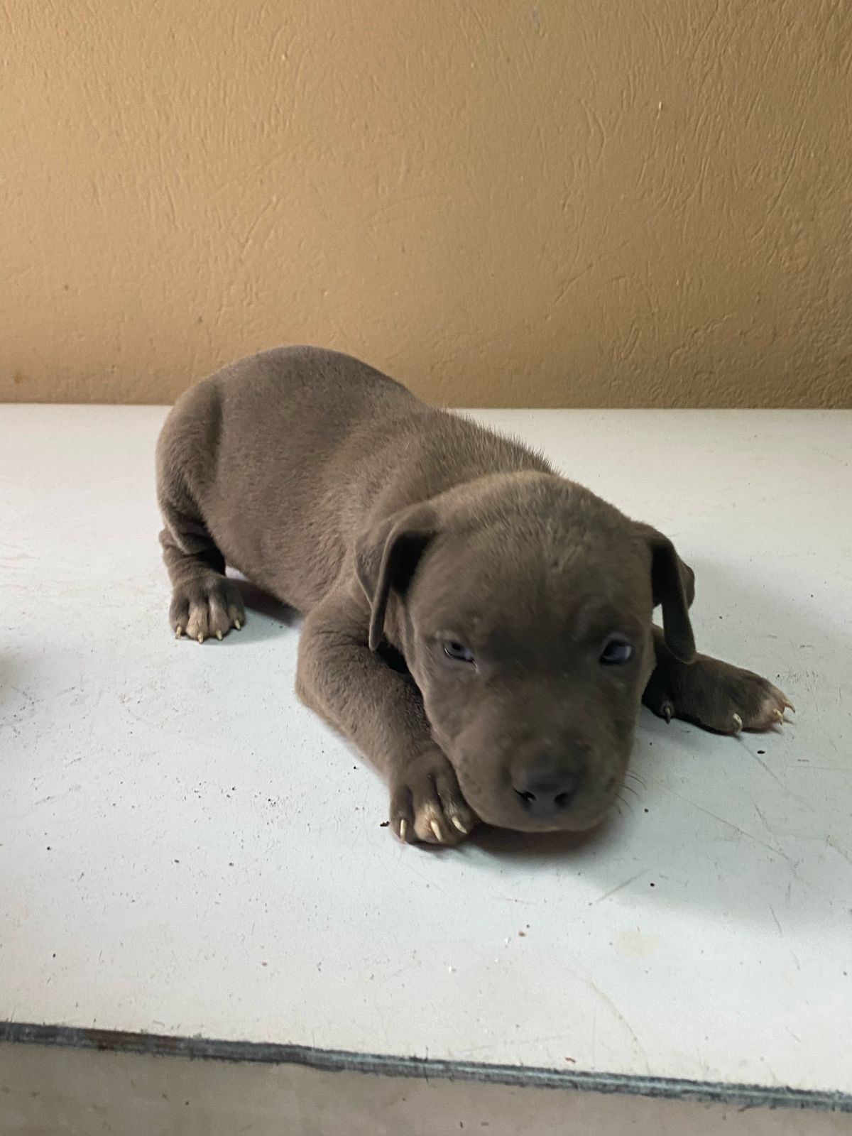 animales y mascotas - Hermosos Cachorros Pitbull en Venta  1