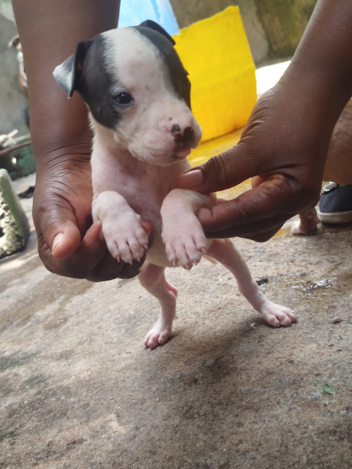 animales y mascotas - cachorros pitbull 1