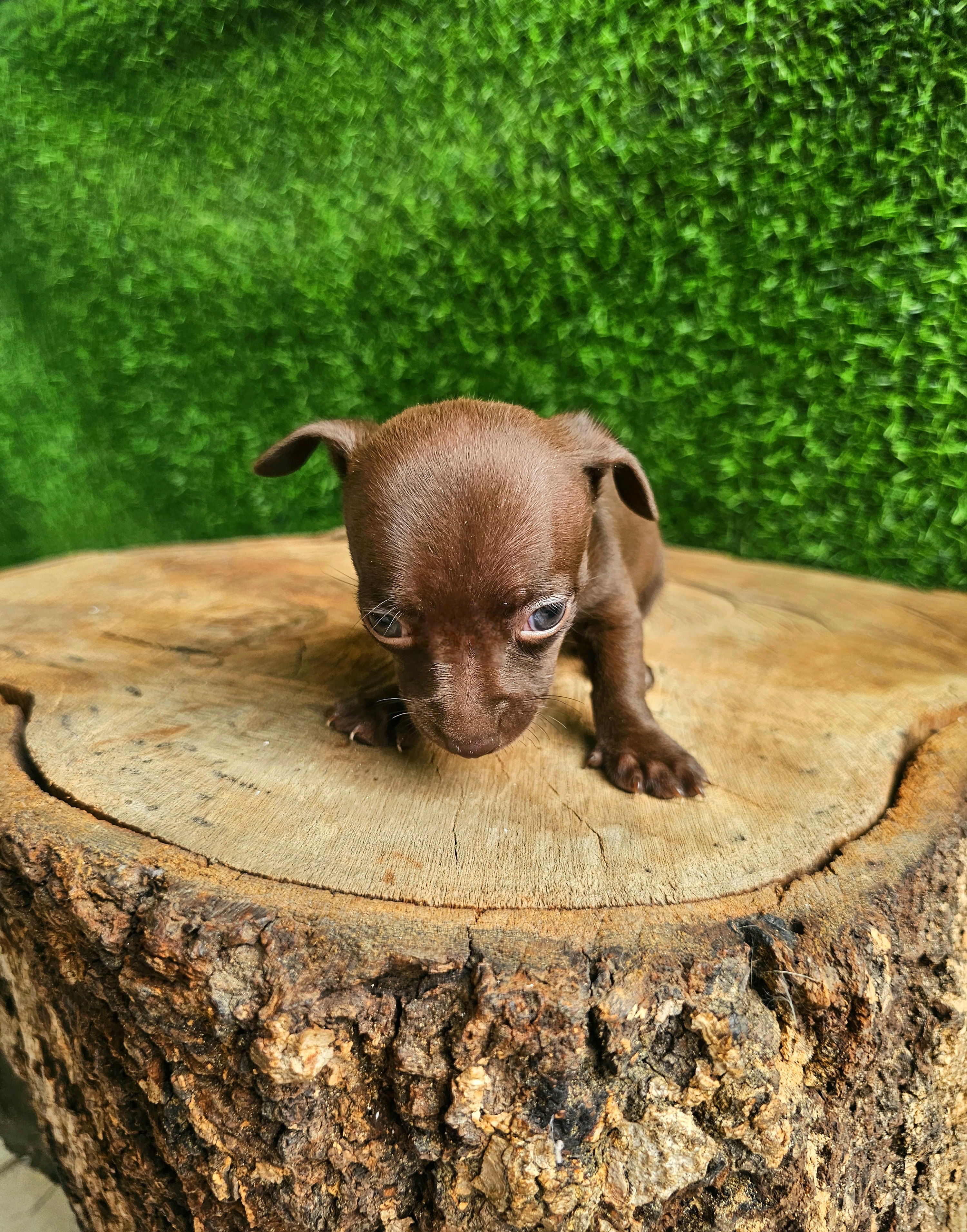 animales y mascotas - Chihuahua pequeñitos  2