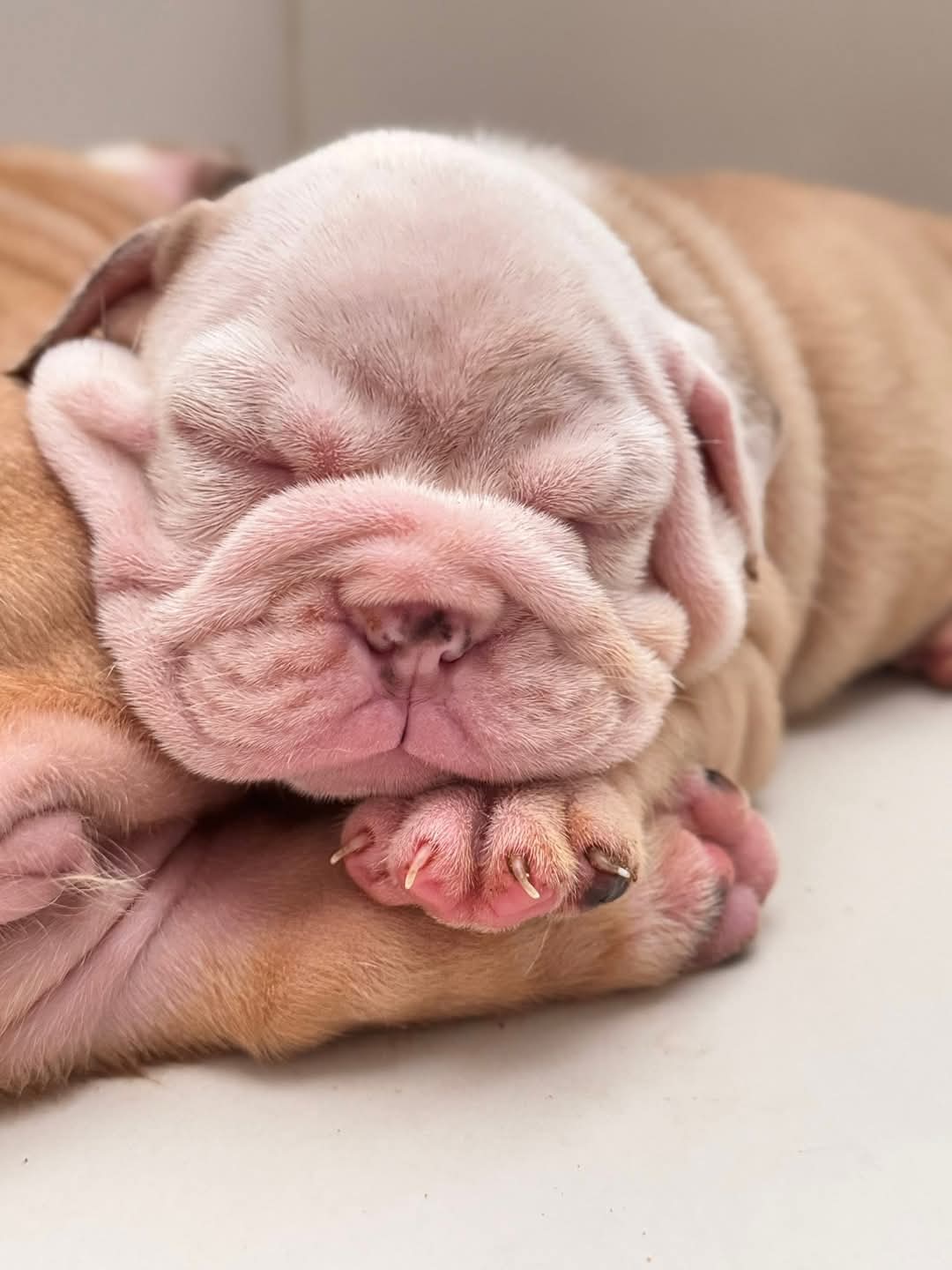 animales y mascotas - Bulldog Ingles ❤️  0
