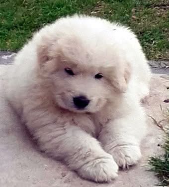 animales y mascotas - Venta de cachorros pastor de Maremma 2