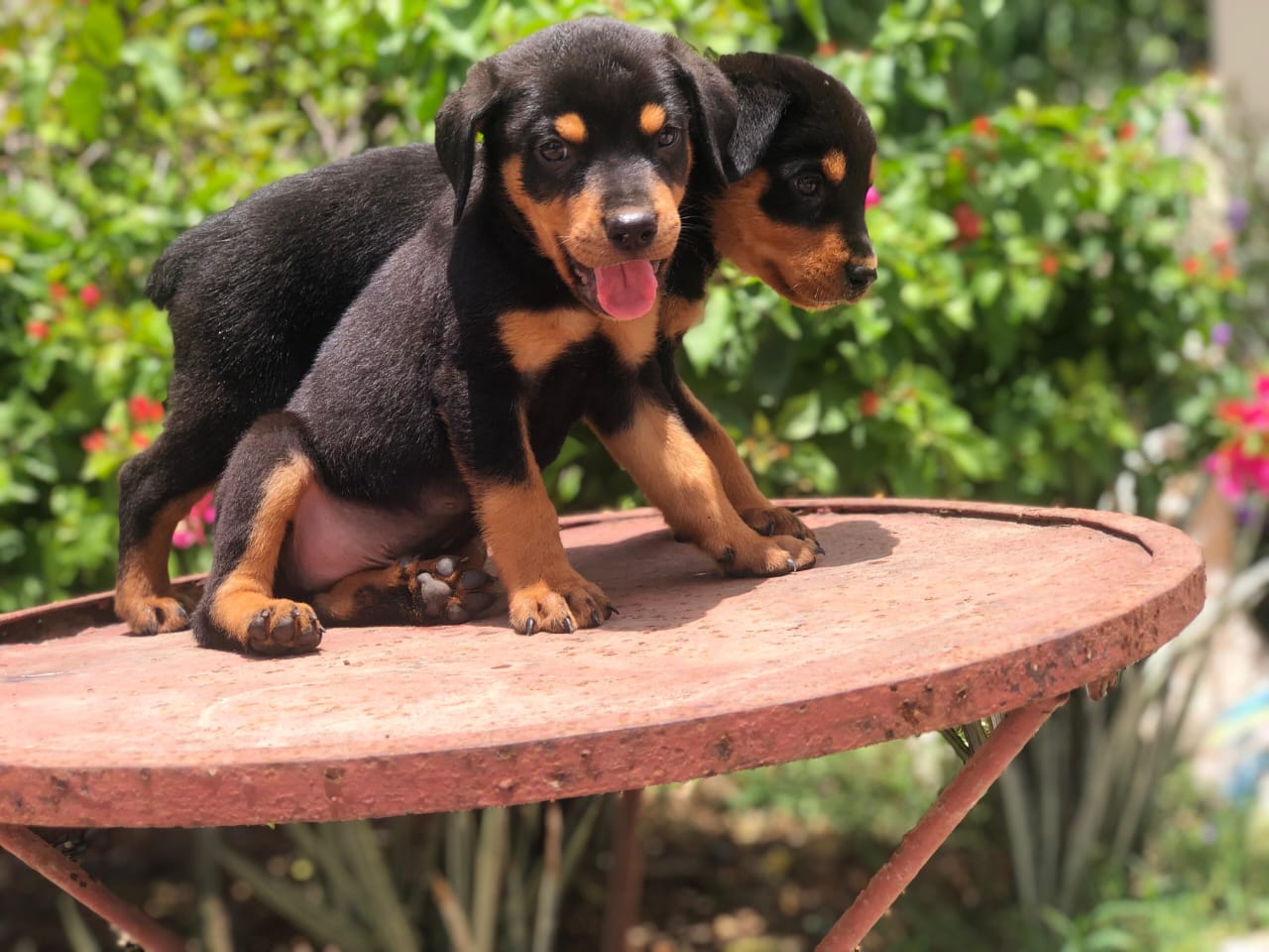 animales y mascotas - Rottweiler ambos sexos