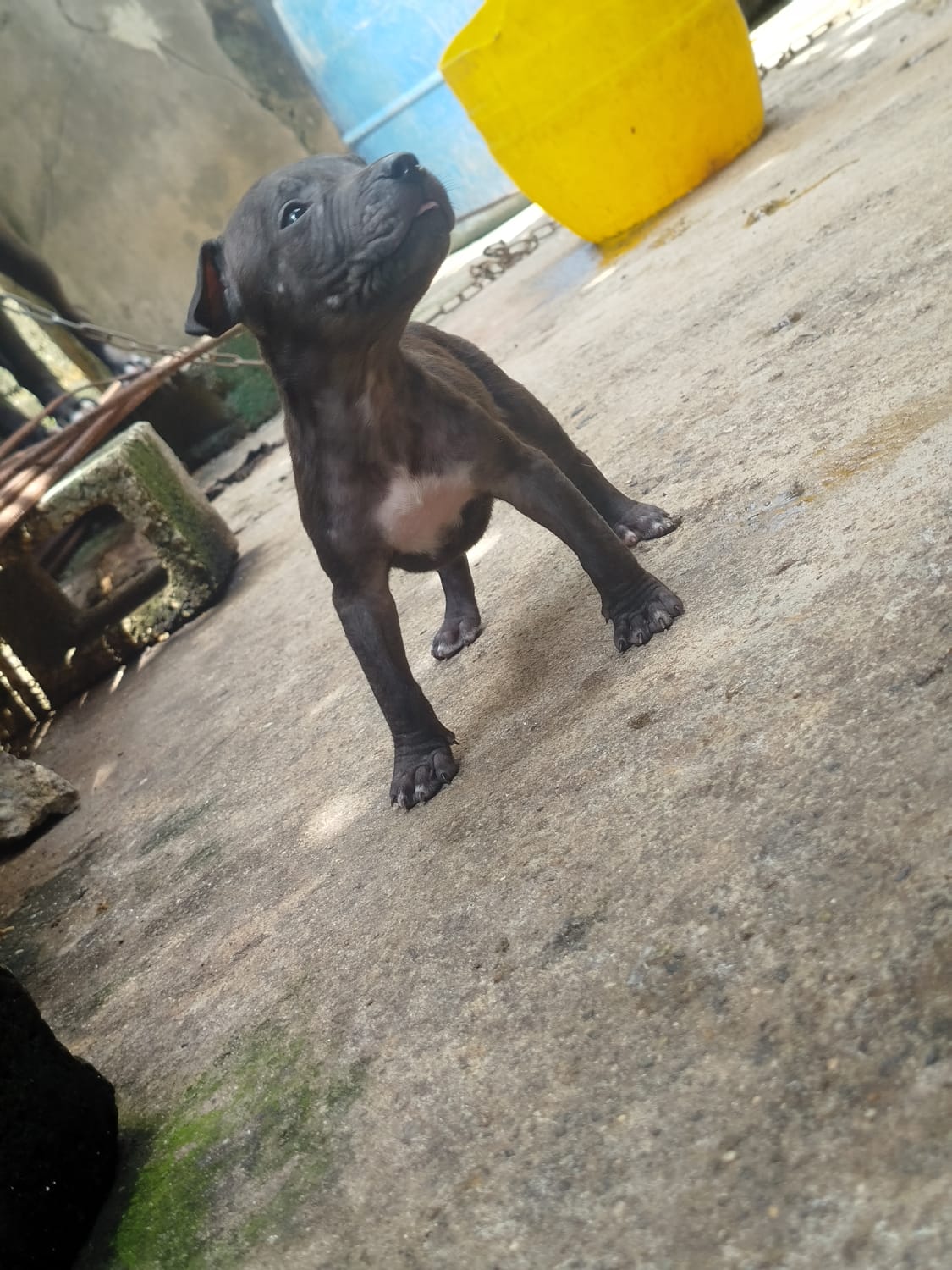 animales y mascotas - cachorros pitbull 2