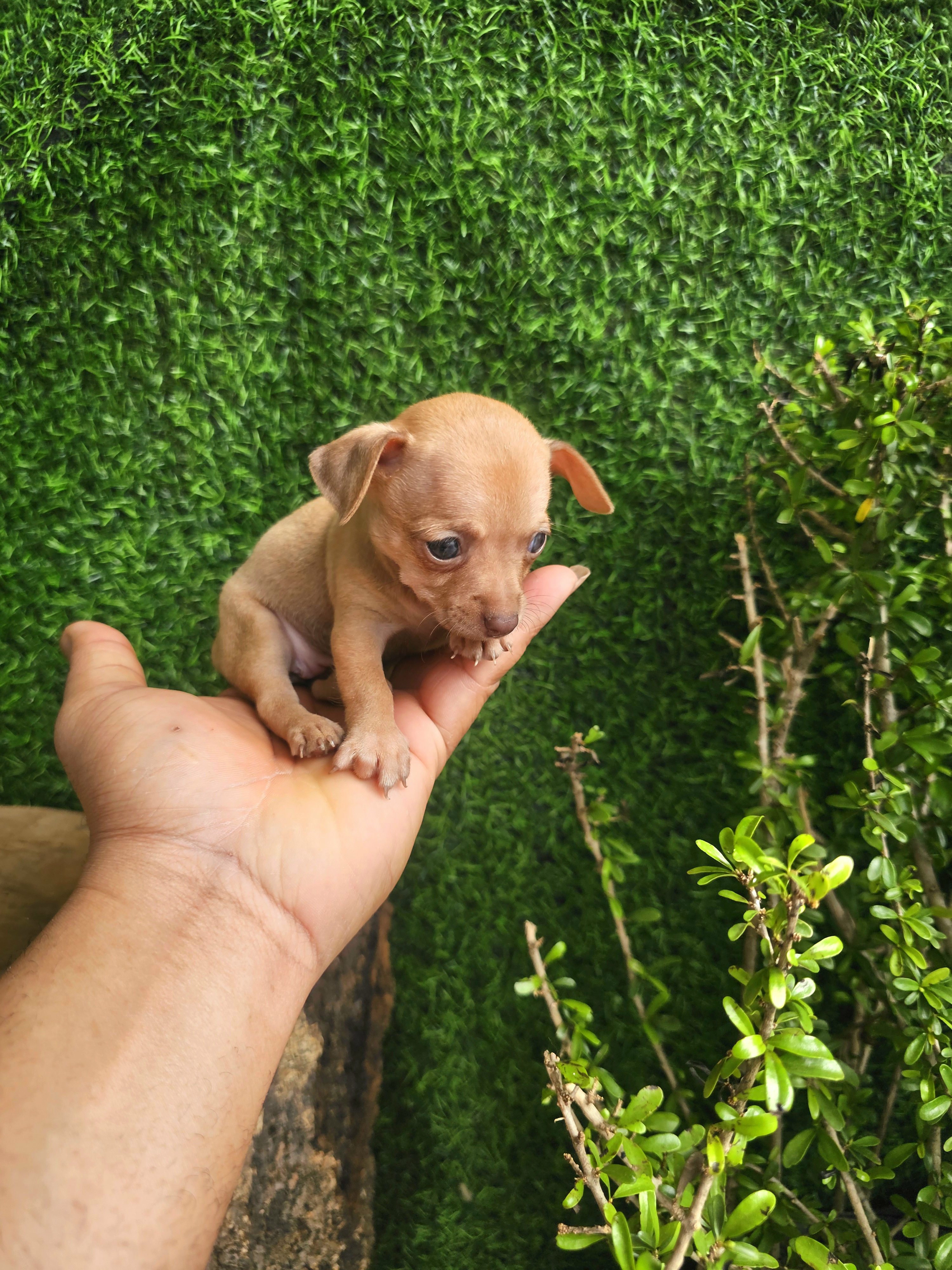 animales y mascotas - Chihuahua pequeñitos  3