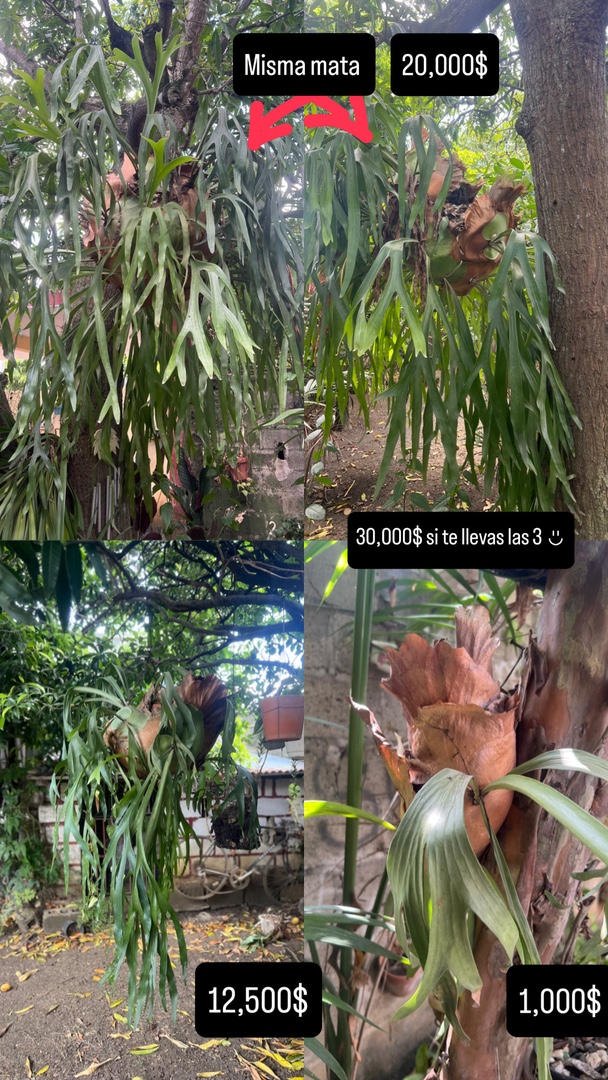 herramientas, jardines y exterior - Cuernos de venado / cuernos de alce 5
