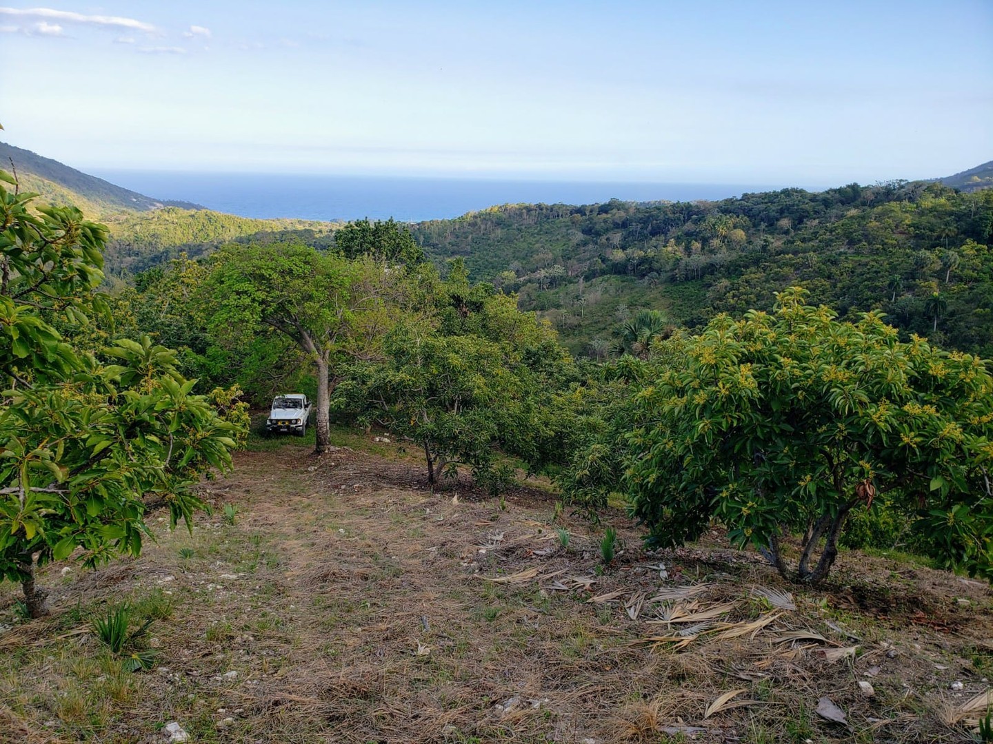 apartamentos -  Finca de AGUACATE en PRODUCCION en Paraíso BARAHONA,  255600 Mts2, VISTA AL MAR 5