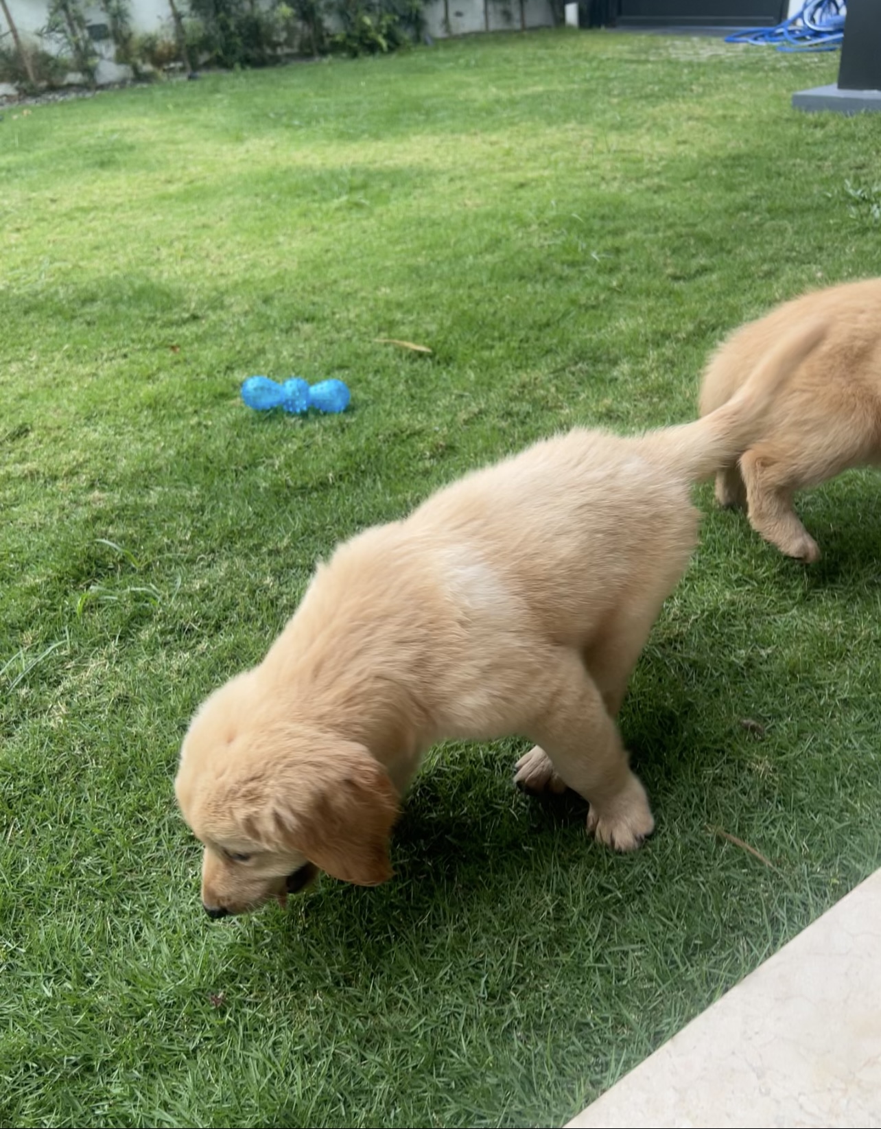 animales y mascotas - ¡Hermoso cachorro Golden Retriever!