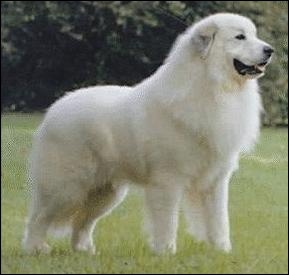 animales y mascotas - Venta de cachorros pastor de Maremma 3