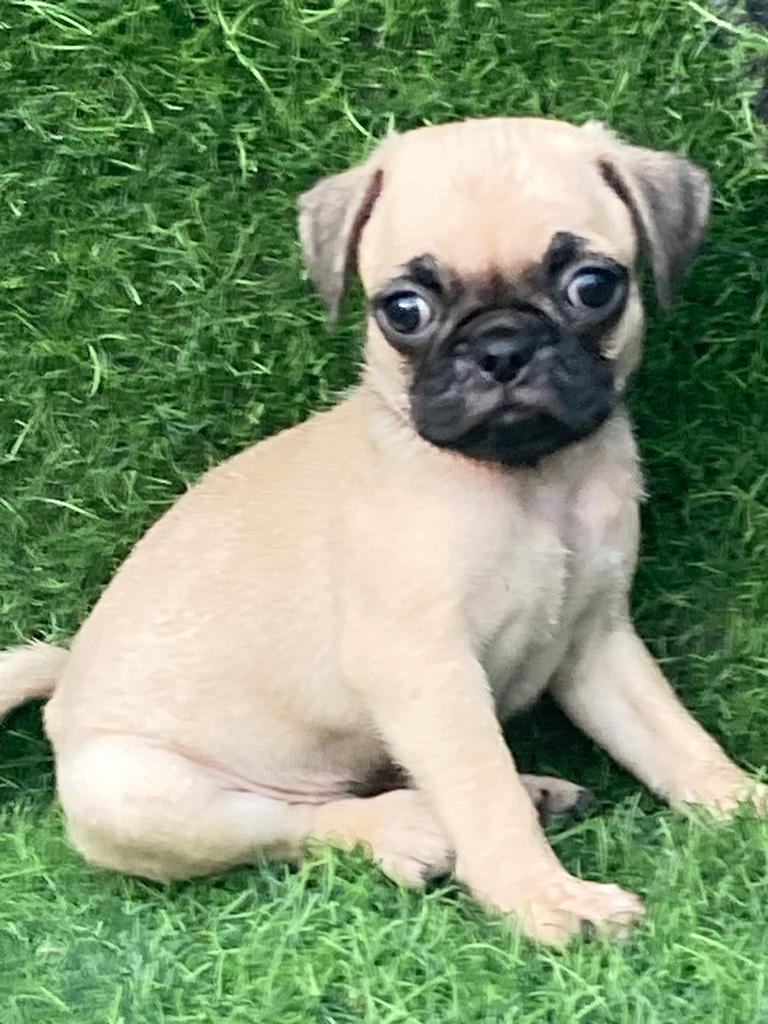 animales y mascotas - Pug 0