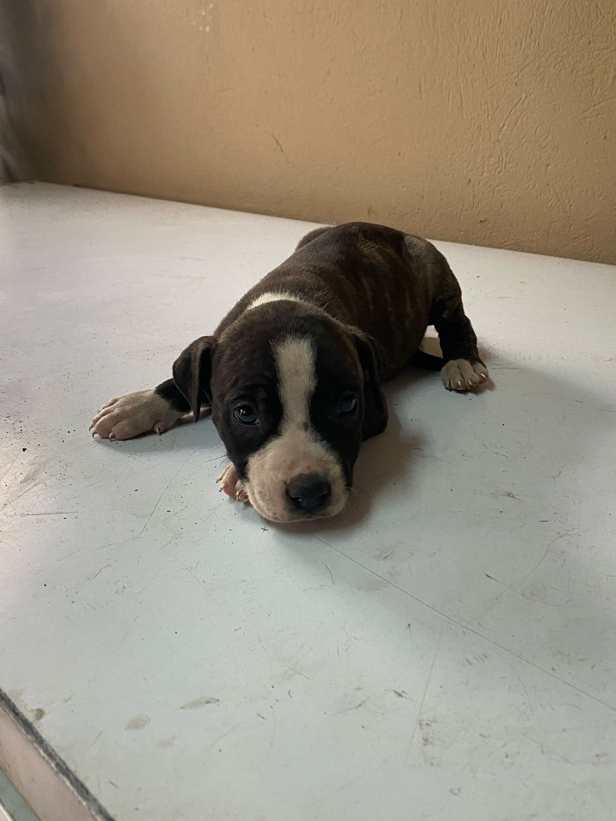 animales y mascotas - Hermosos Cachorros Pitbull en Venta  2