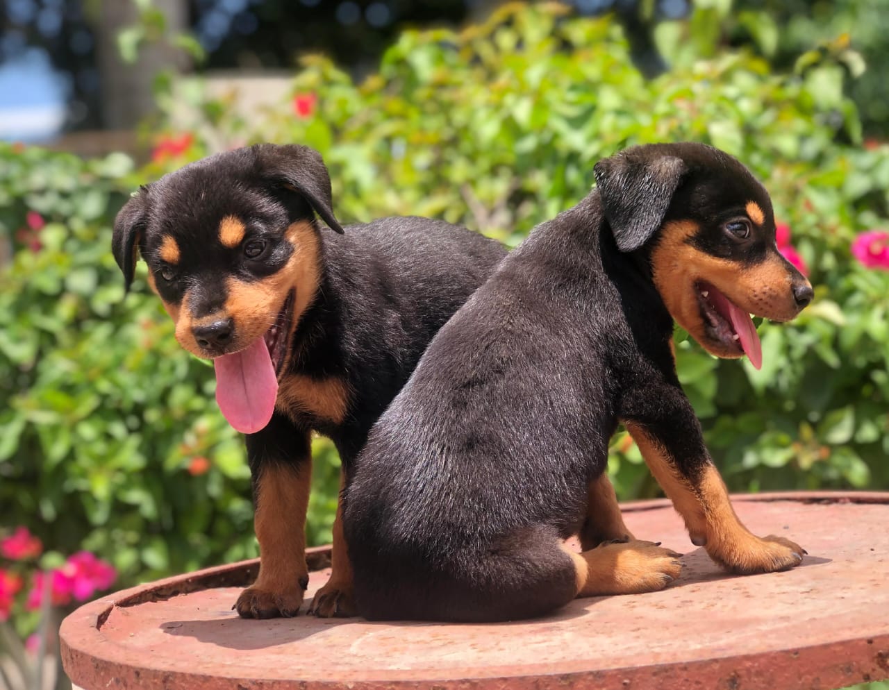 animales y mascotas - Rottweiler ambos sexos 1