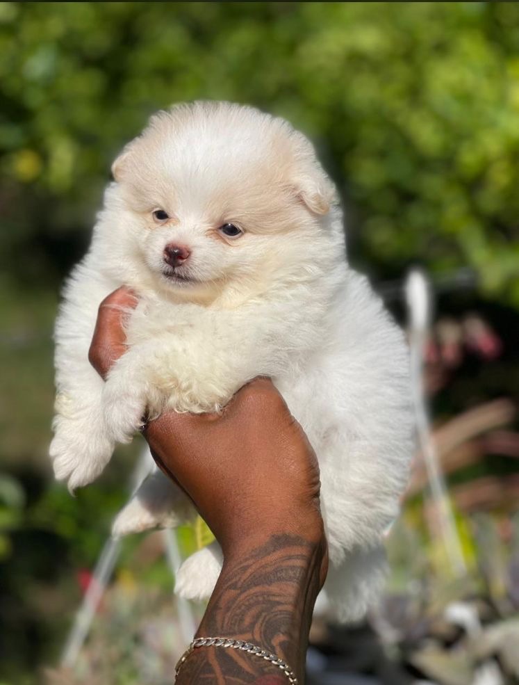 animales y mascotas - Pomerania  0